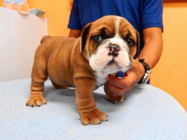Purebred English Bulldog Puppies image 4