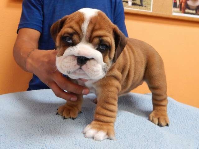 Purebred English Bulldog Puppies image 5