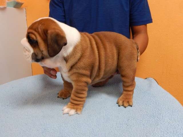 Purebred English Bulldog Puppies image 2