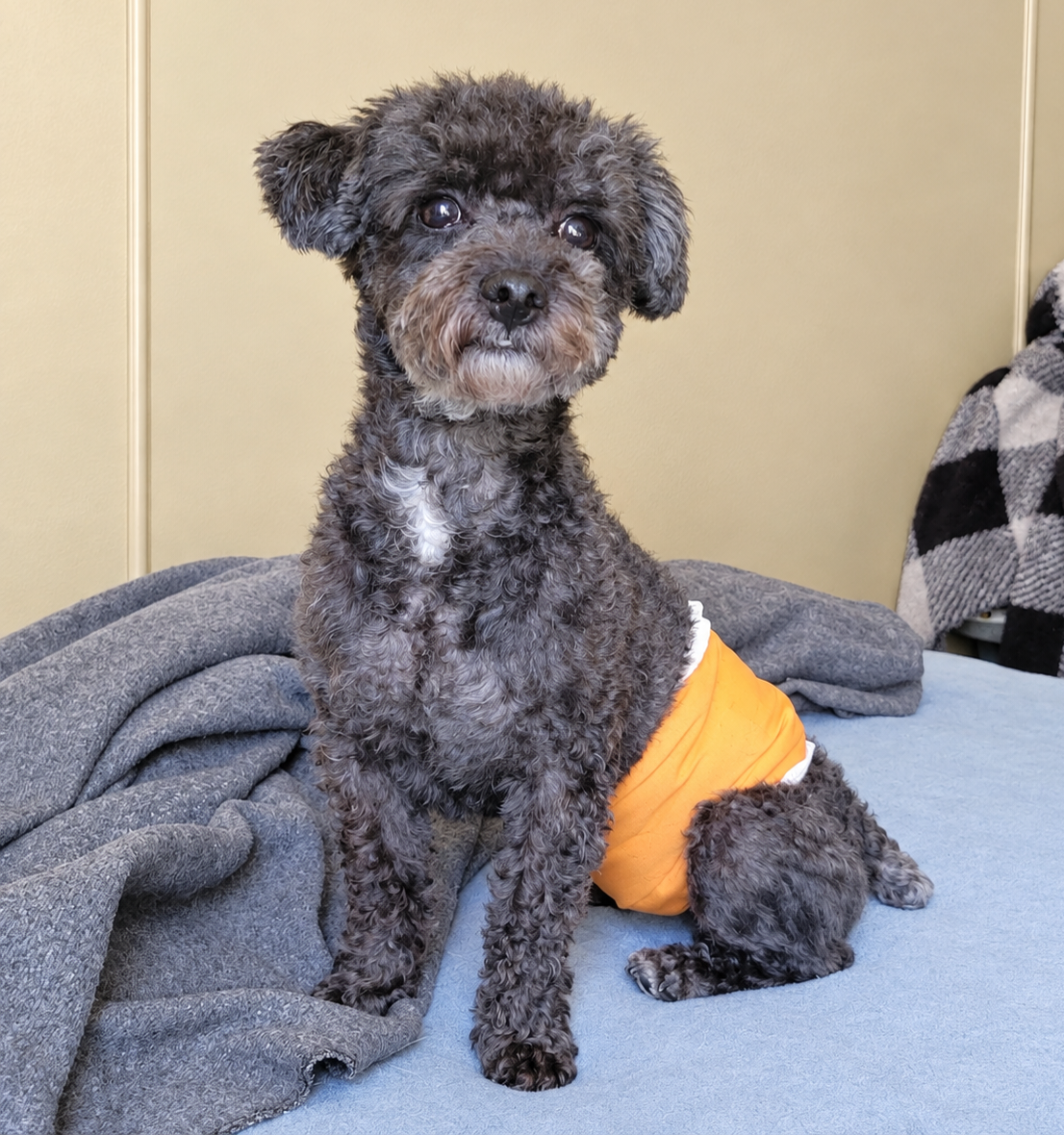 Cavapoochons expected image 1