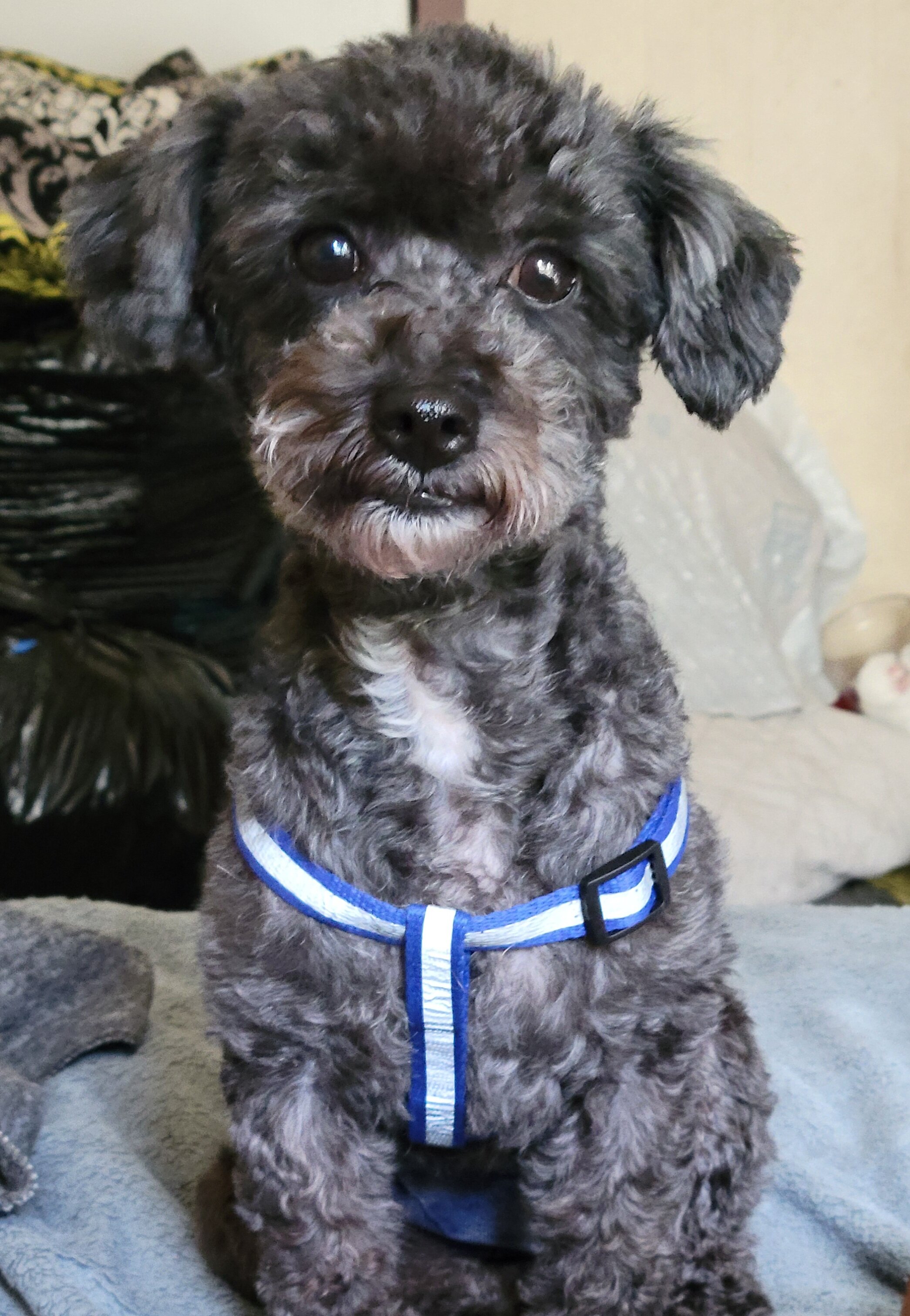 Blue toy poodle stud image 2