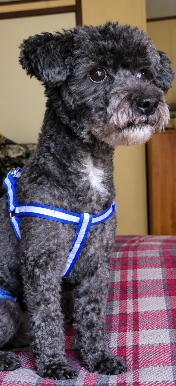 Blue toy poodle stud image 1