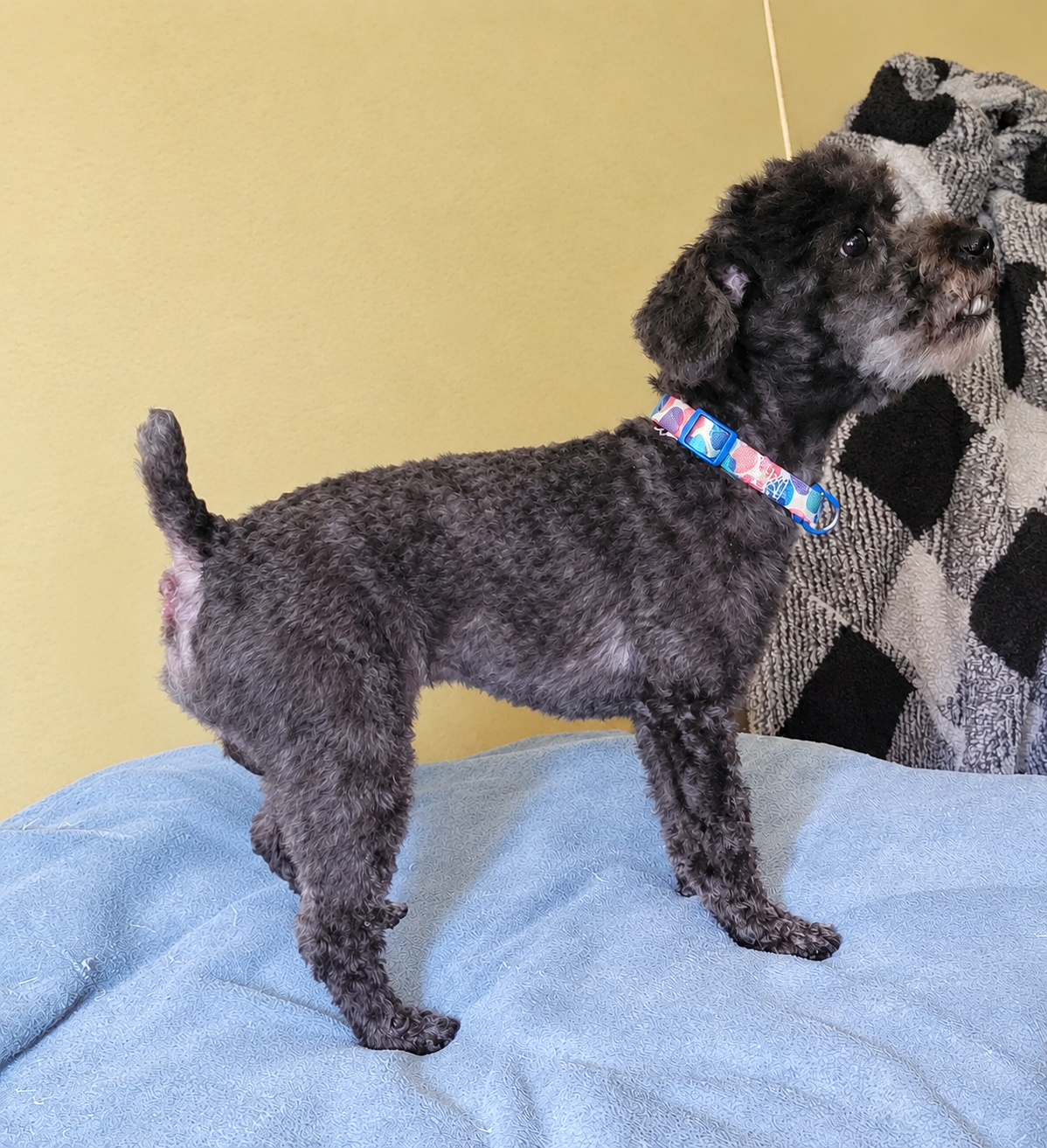 Blue toy poodle stud image 4