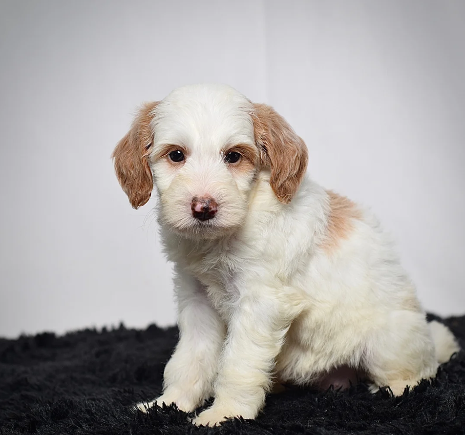 Female Mini Goldendoodle image 1