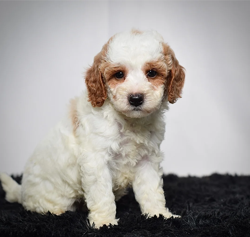 Male Mini Goldendoodle image 1