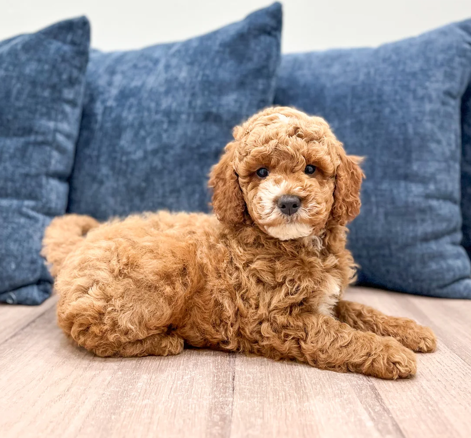 Male Mini Goldendoodle image 1