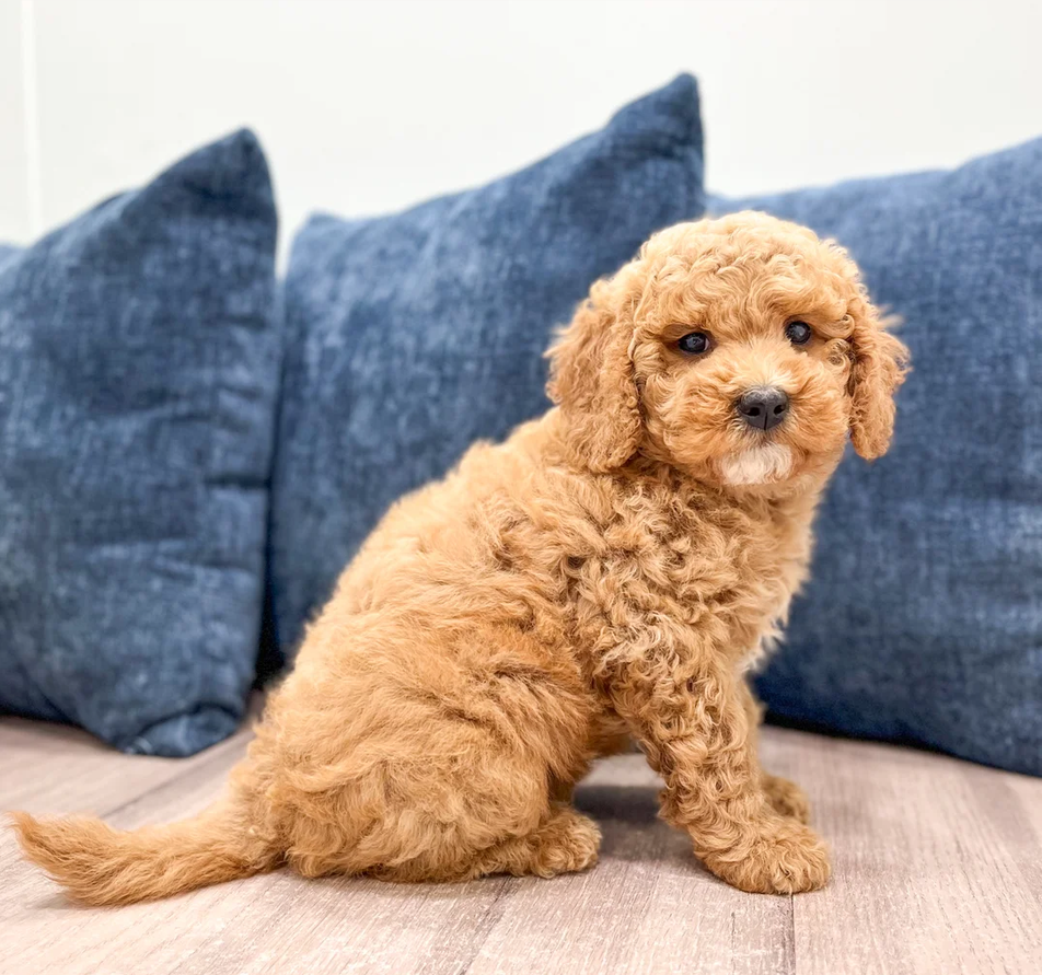 Female Mini Goldendoodle image 1