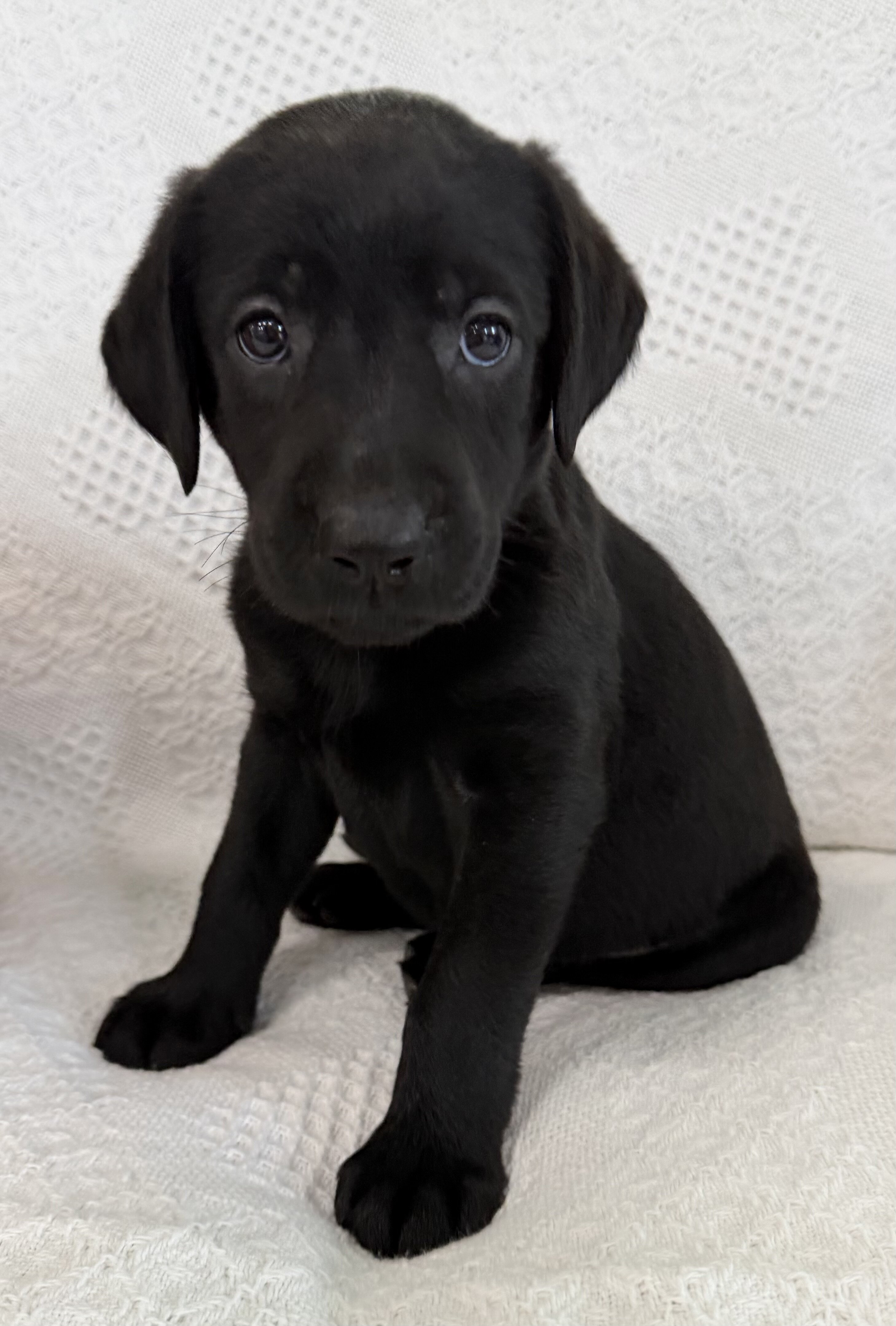 Sonya Female AKC Labrador Retriever image 2
