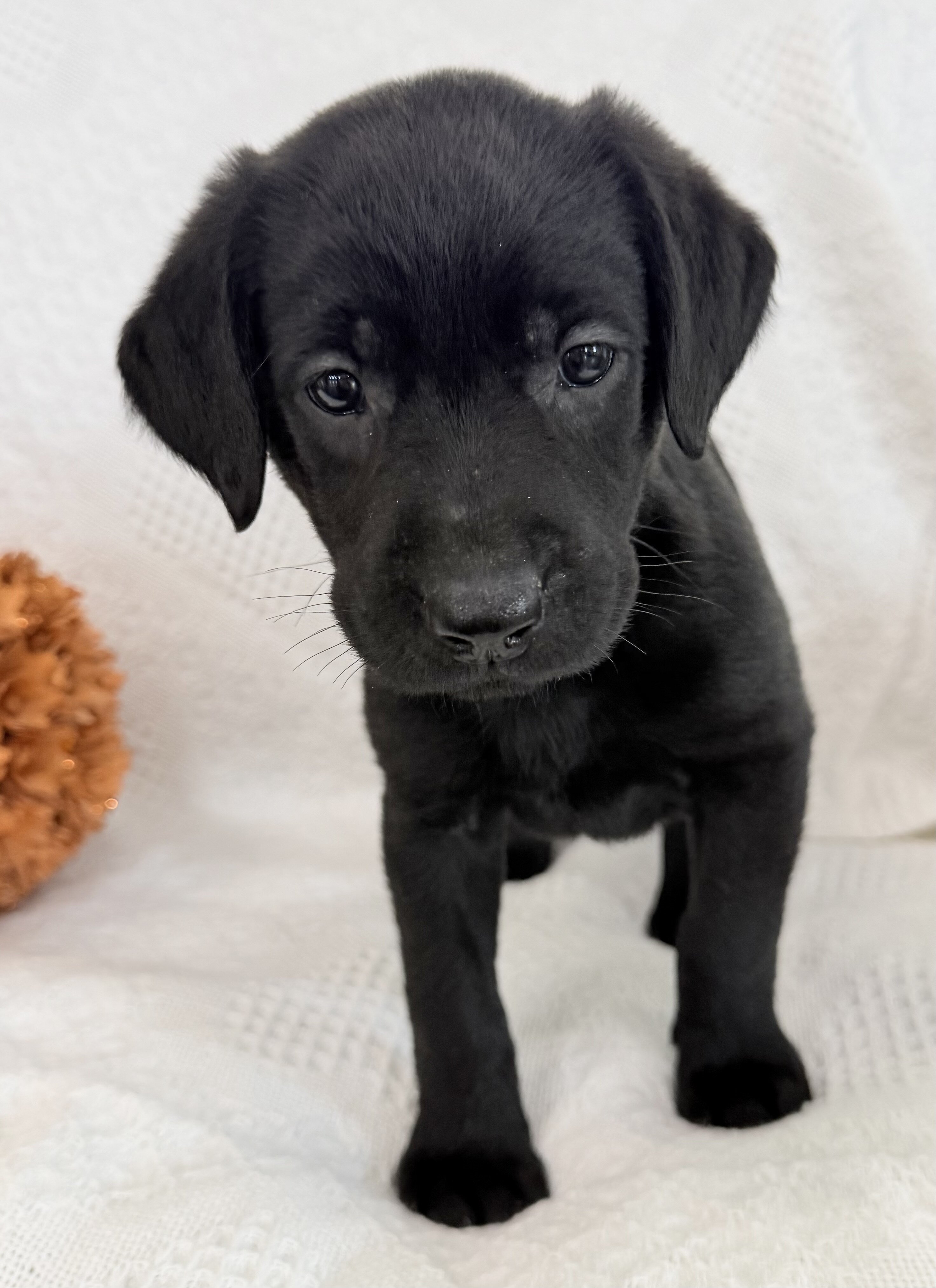Sonya Female AKC Labrador Retriever image 4