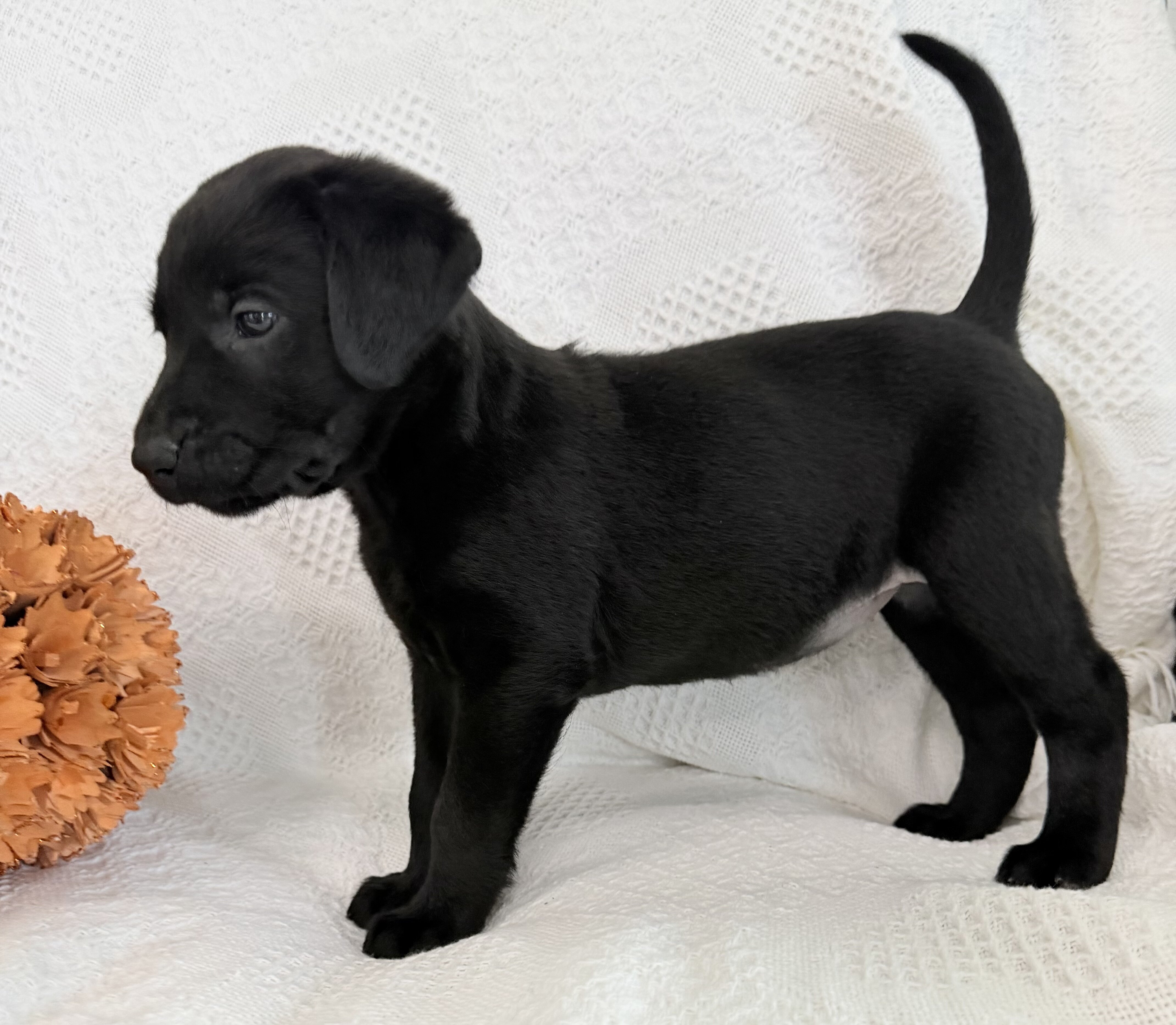 Sonya Female AKC Labrador Retriever image 3