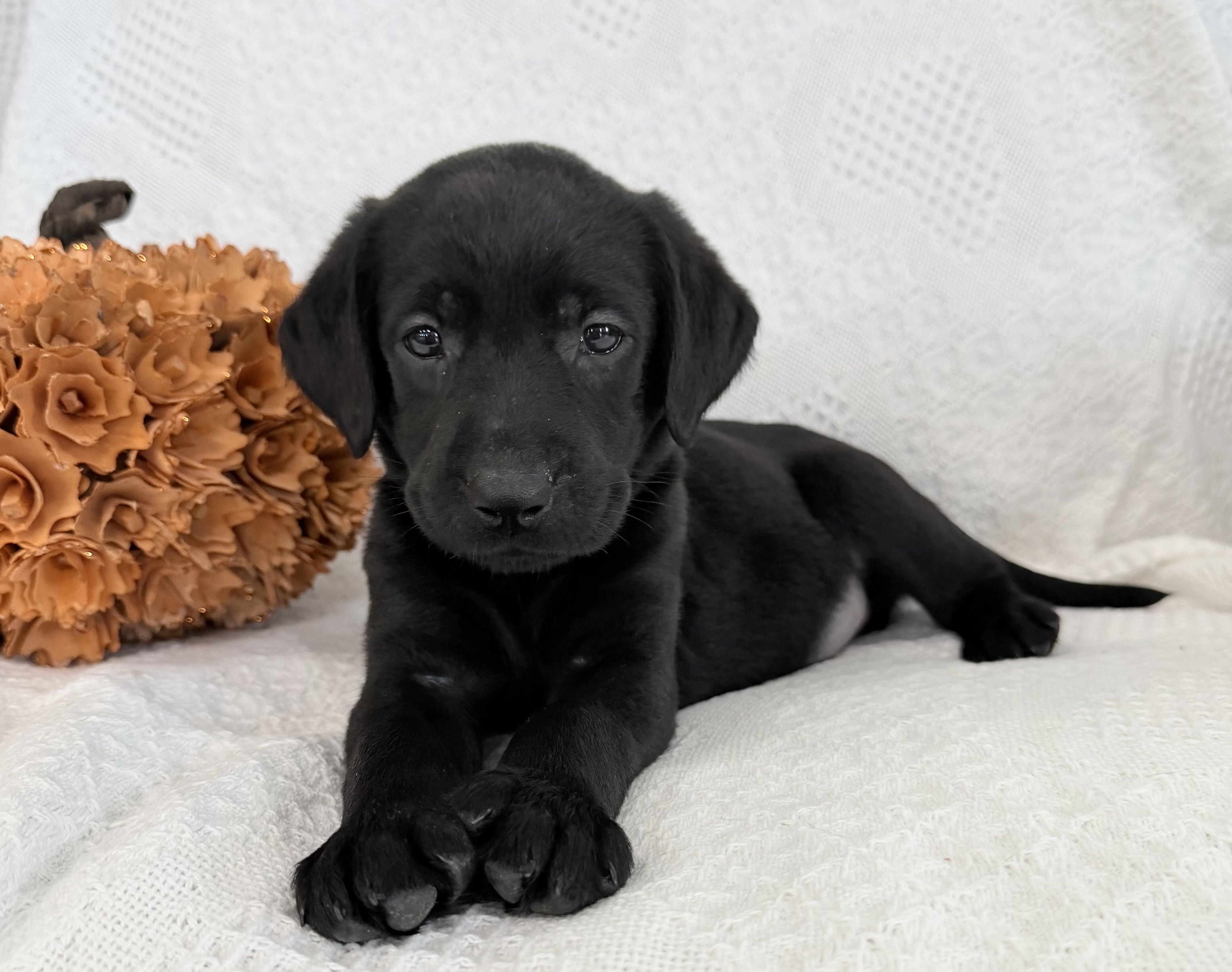 Sonya Female AKC Labrador Retriever image 7