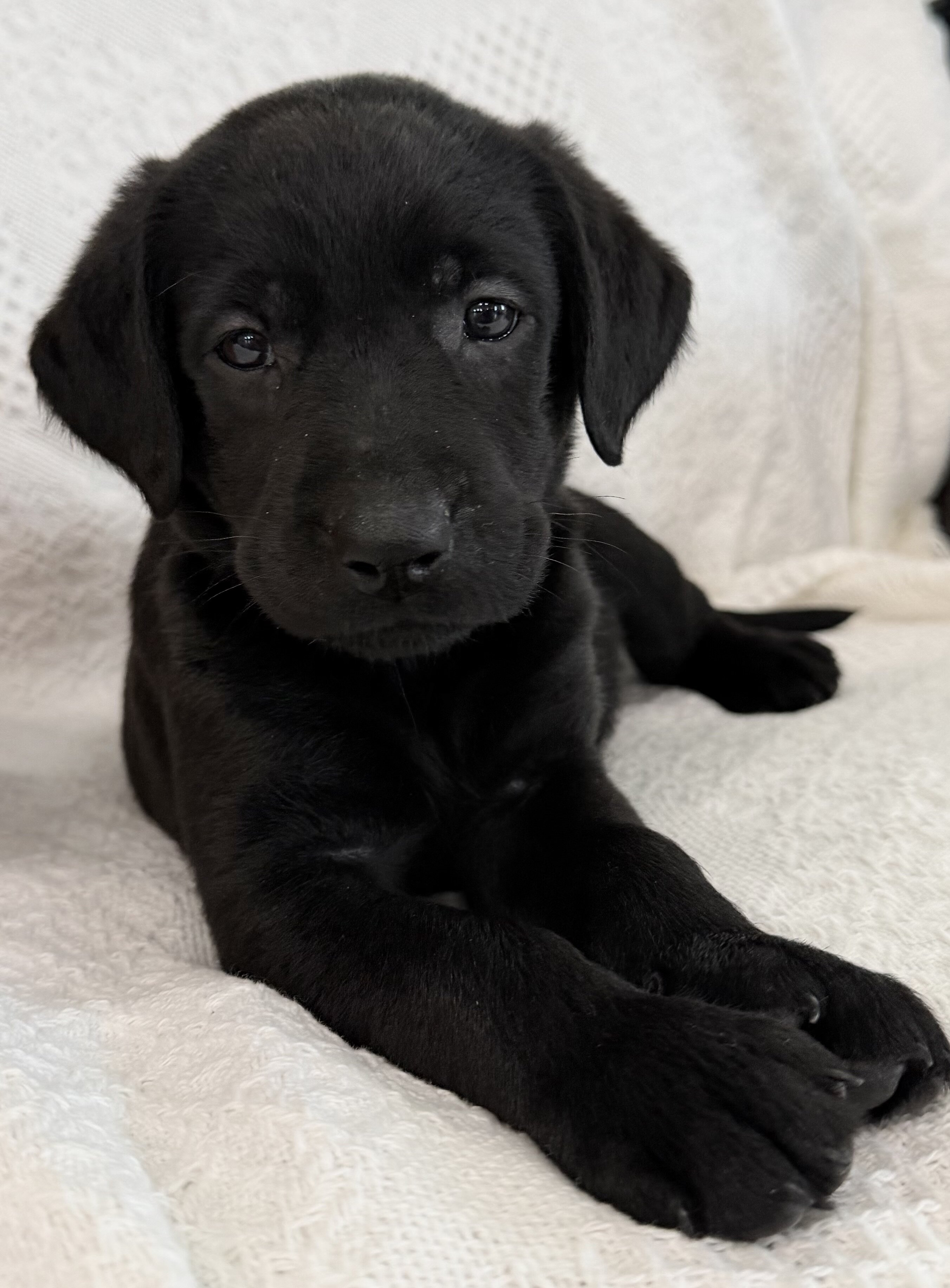 Sonya Female AKC Labrador Retriever image 8