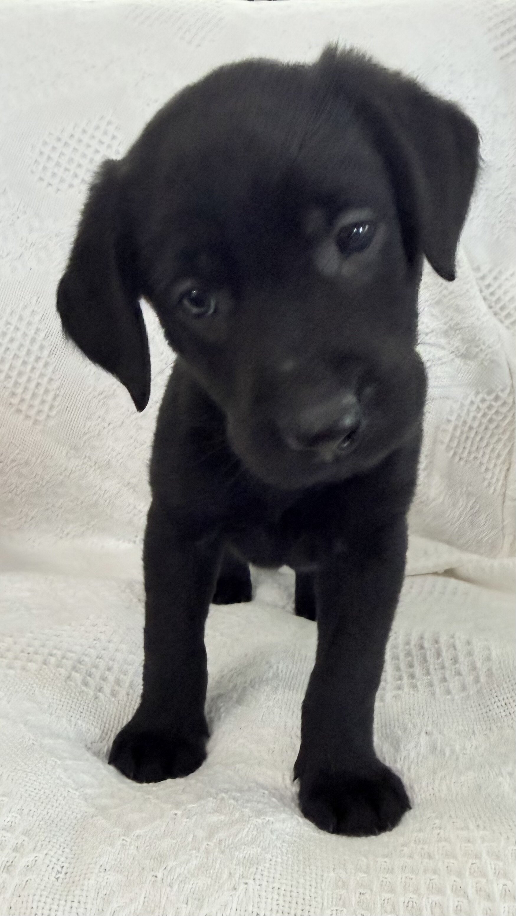 Sonya Female AKC Labrador Retriever image 5