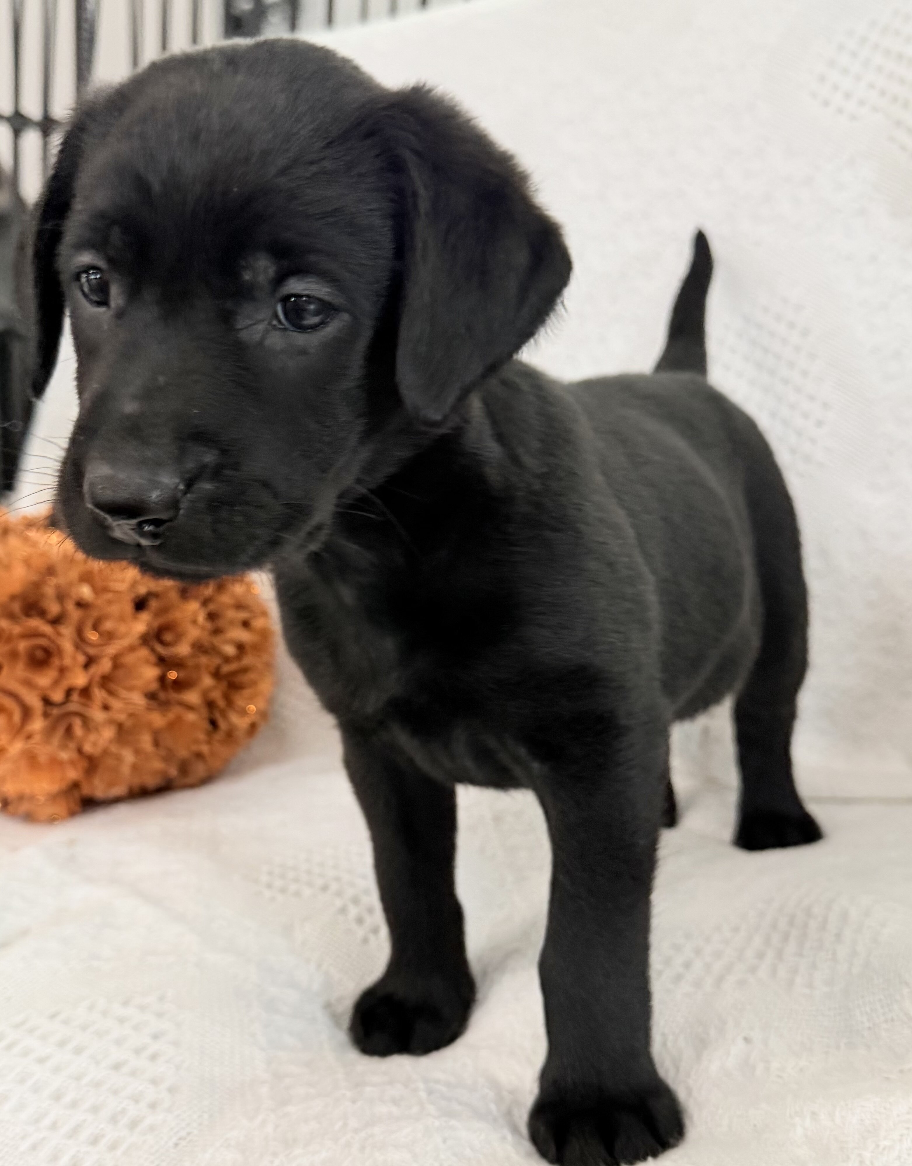 Sonya Female AKC Labrador Retriever image 6