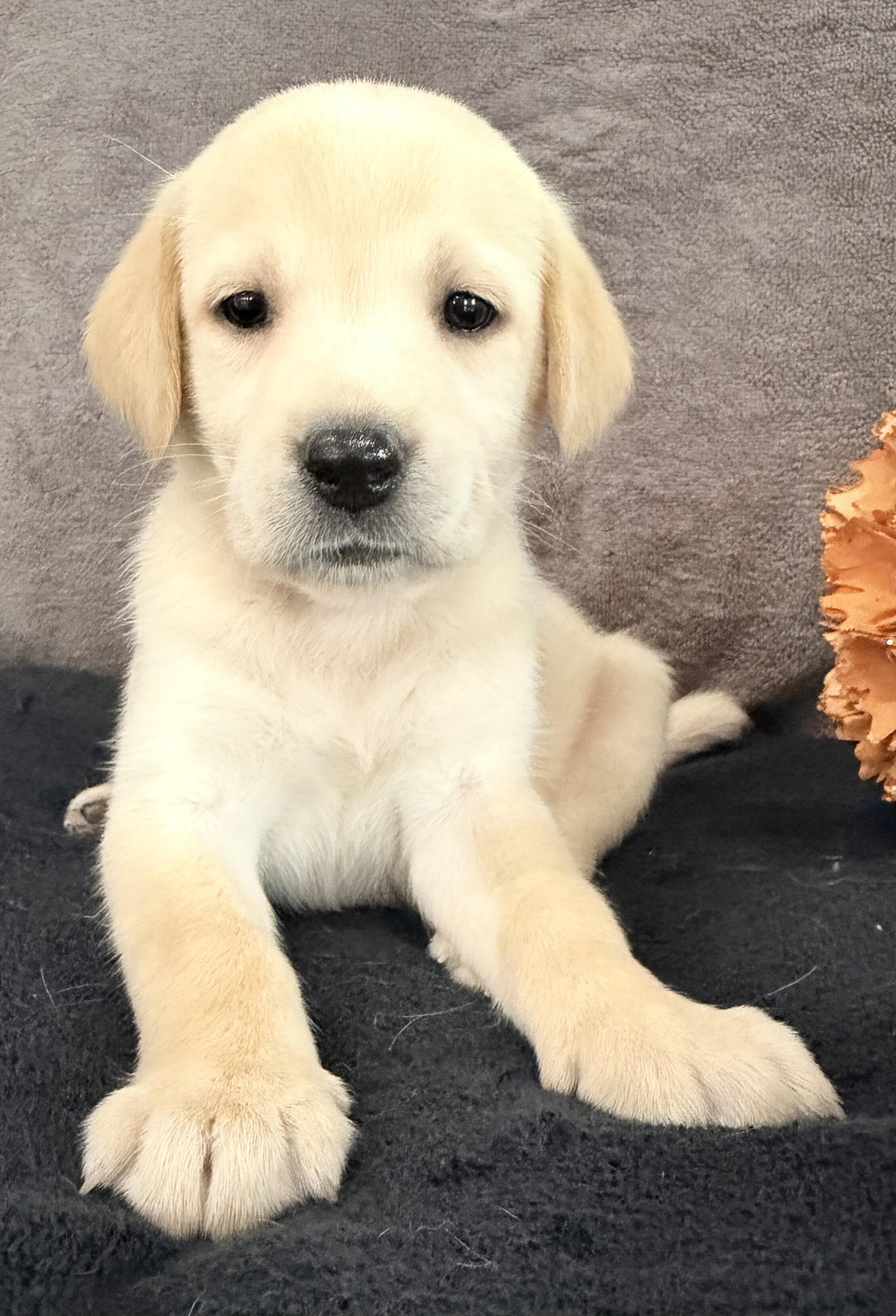Summer Female AKC Labrador Retriever image 8
