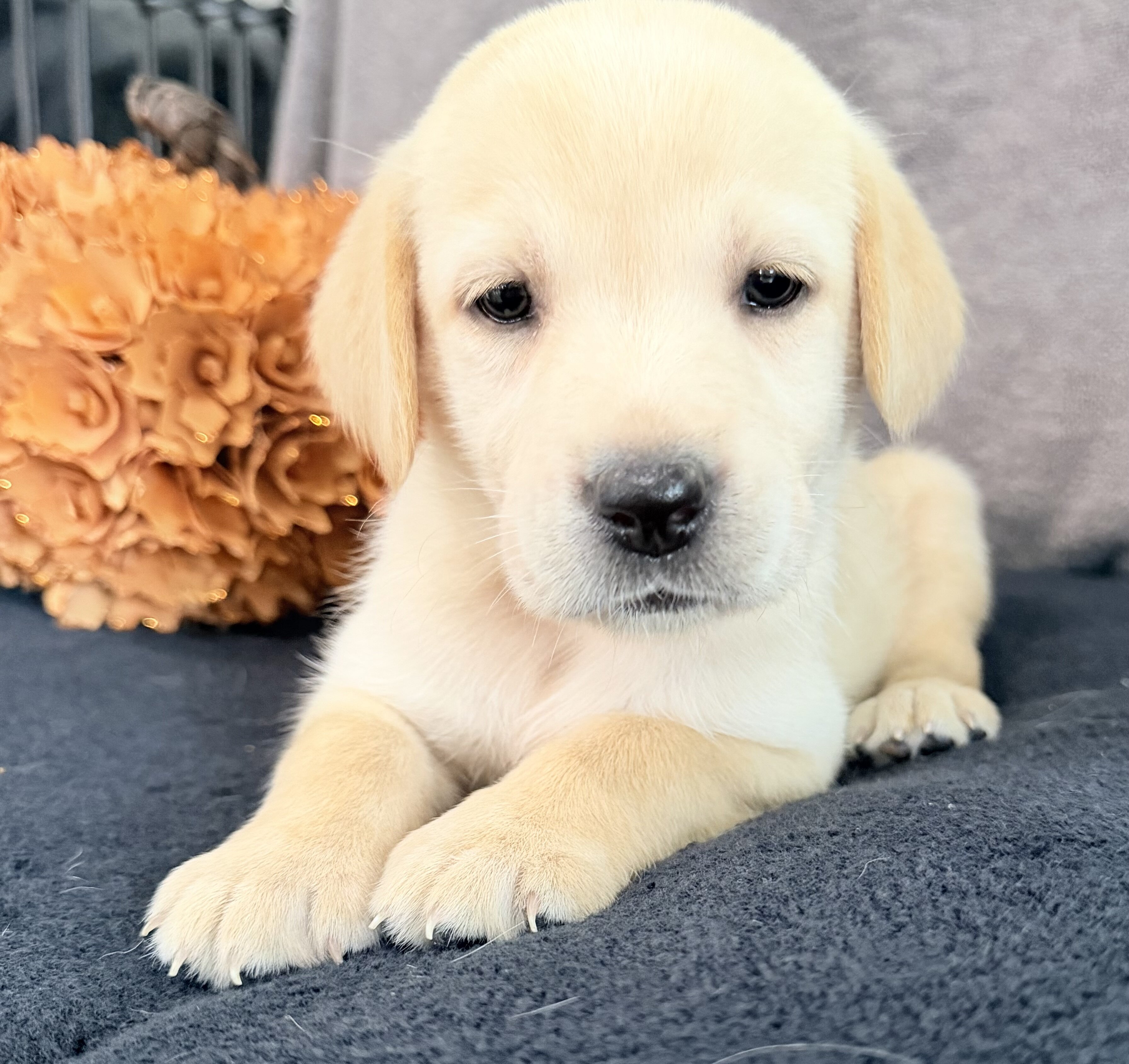 Summer Female AKC Labrador Retriever image 2