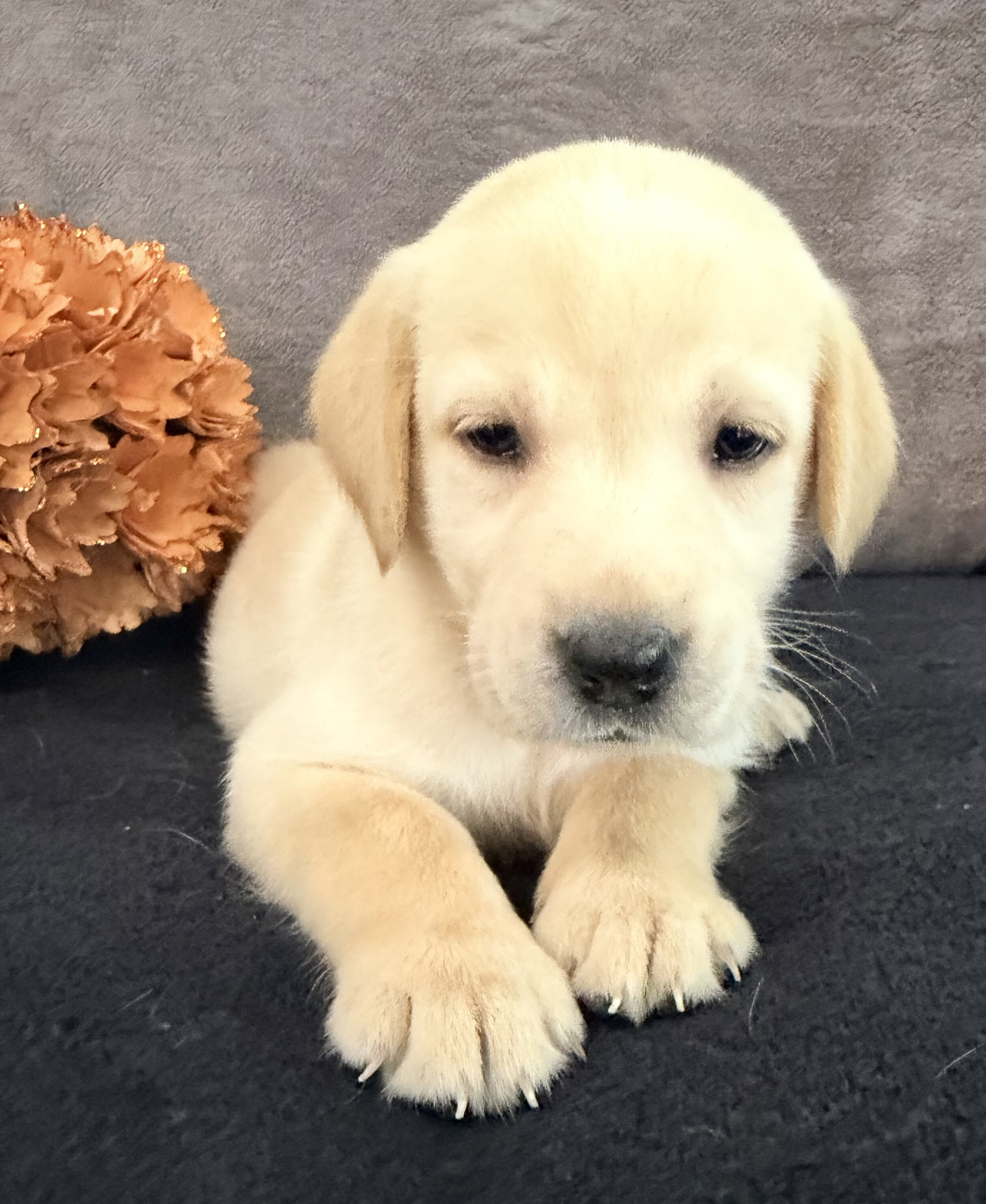 Summer Female AKC Labrador Retriever image 3