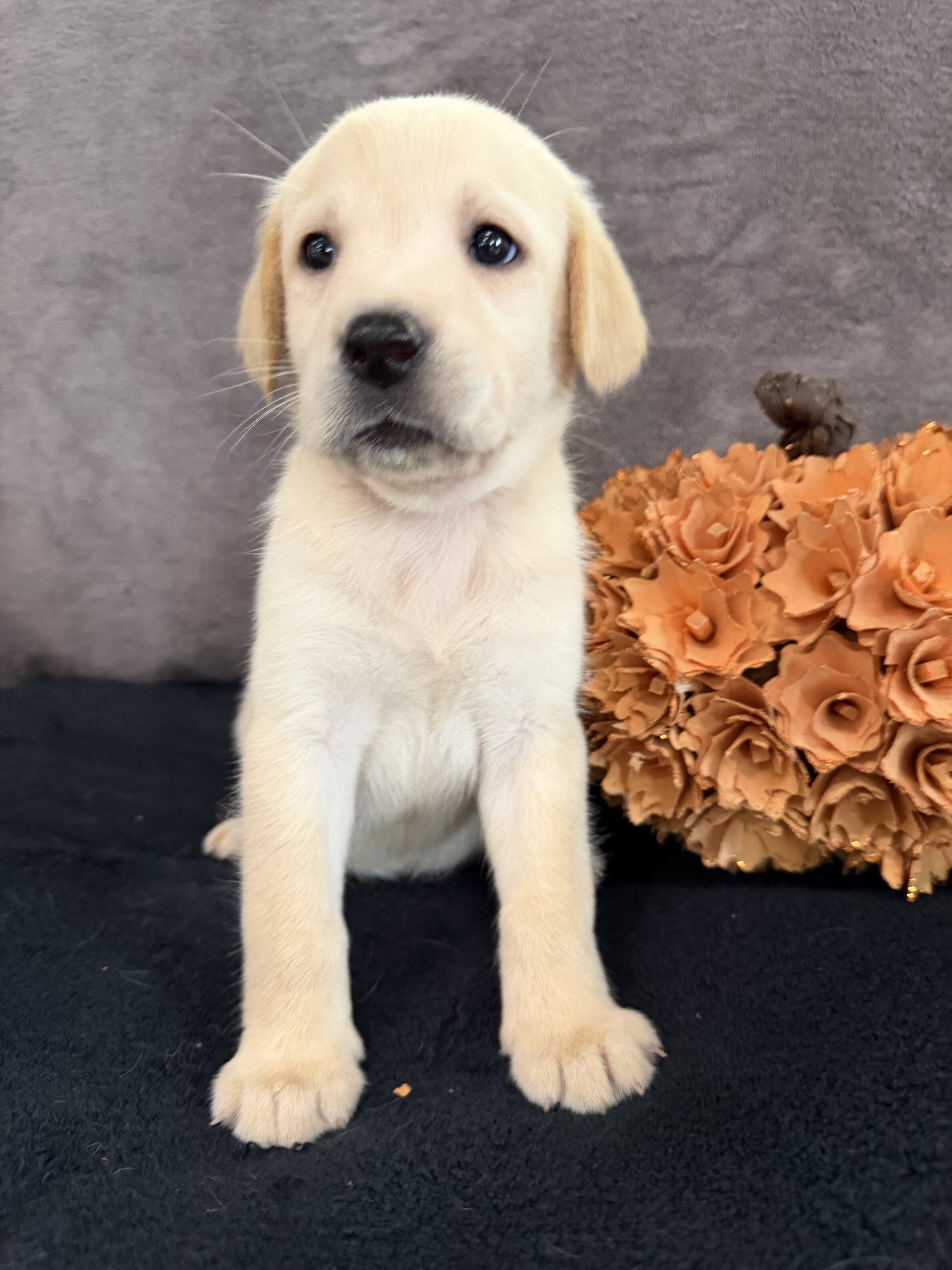 Summer Female AKC Labrador Retriever image 4
