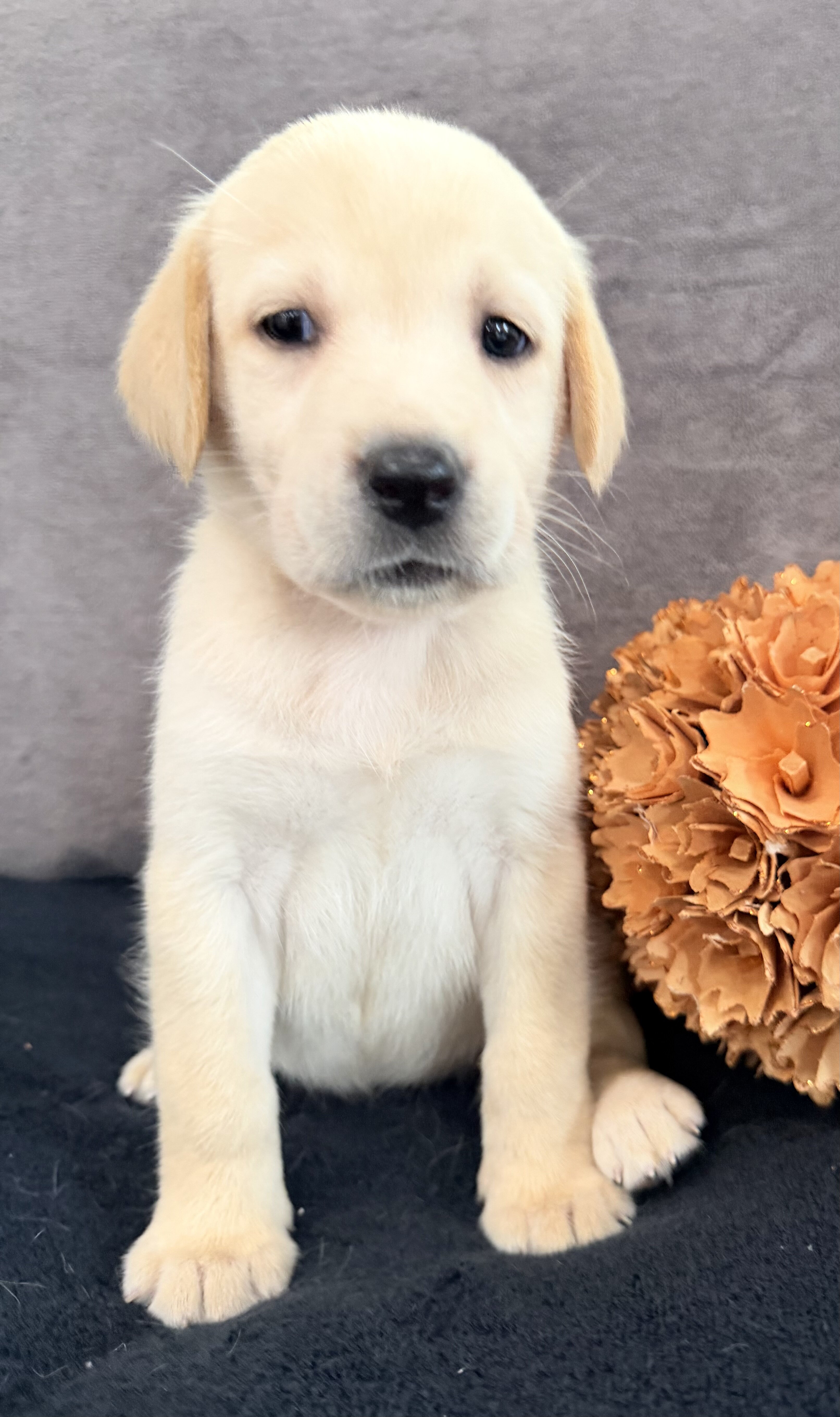 Summer Female AKC Labrador Retriever image 5