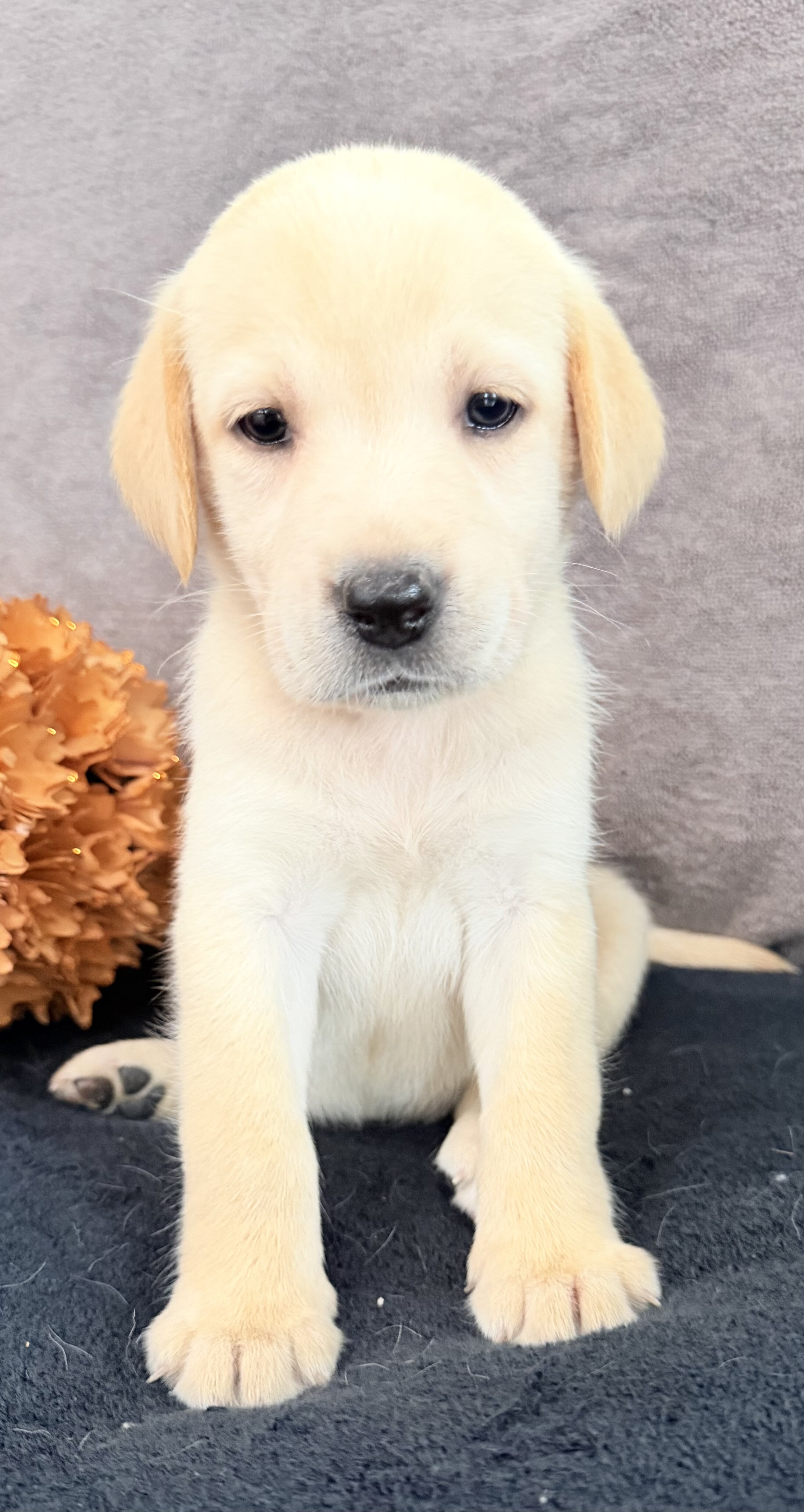 Summer Female AKC Labrador Retriever image 6