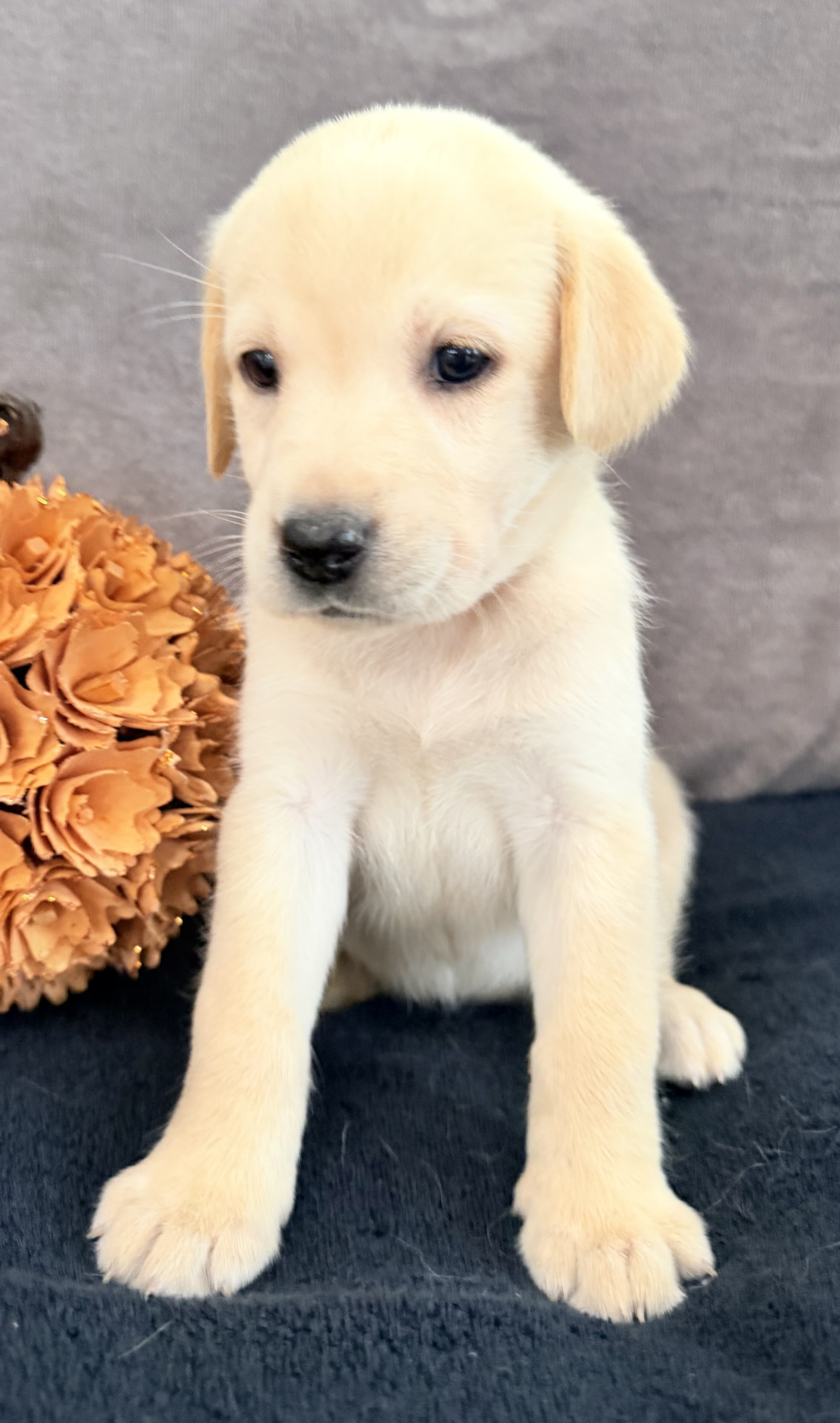 Summer Female AKC Labrador Retriever image 7