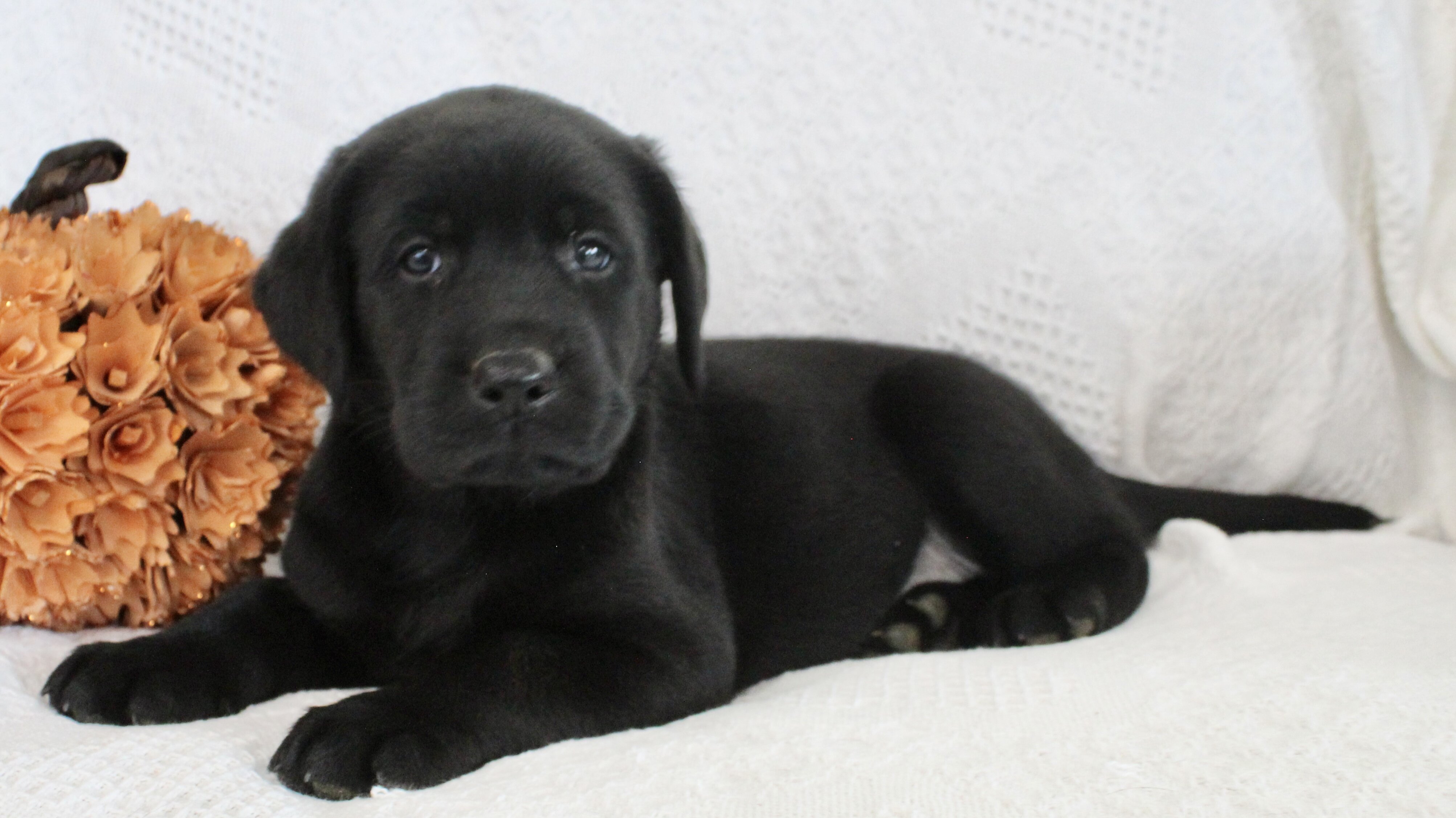 Storm Male AKC Labrador Retriever image 8