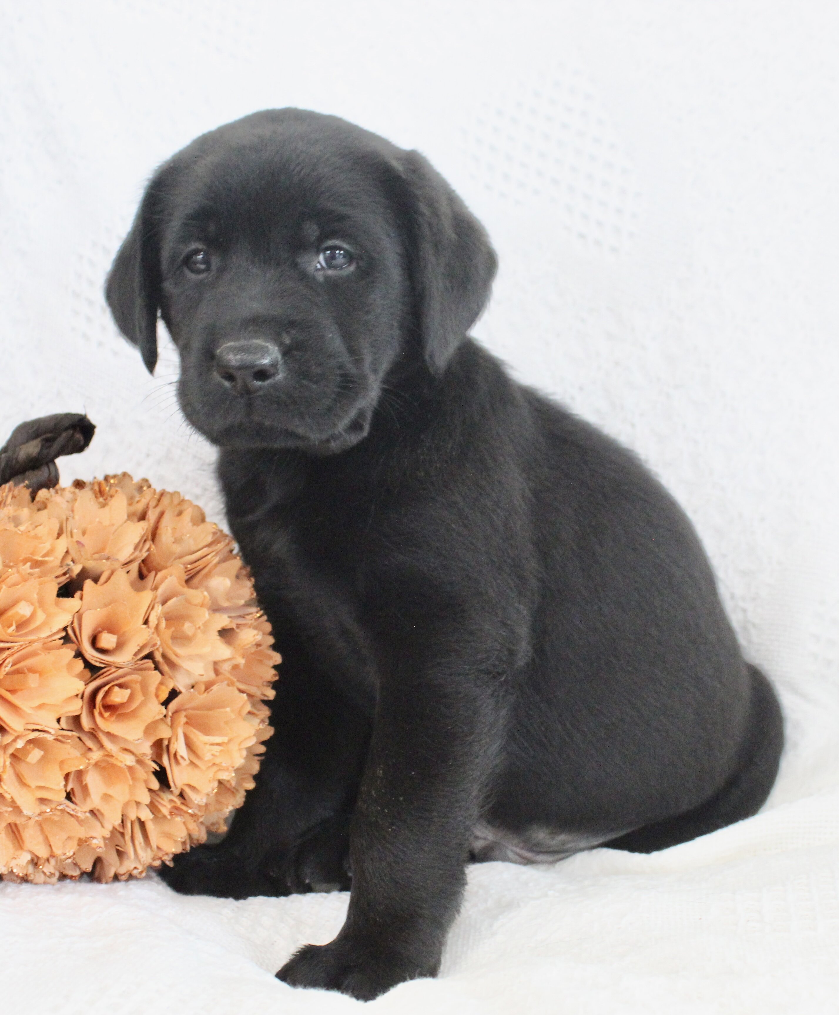 Storm Male AKC Labrador Retriever image 7