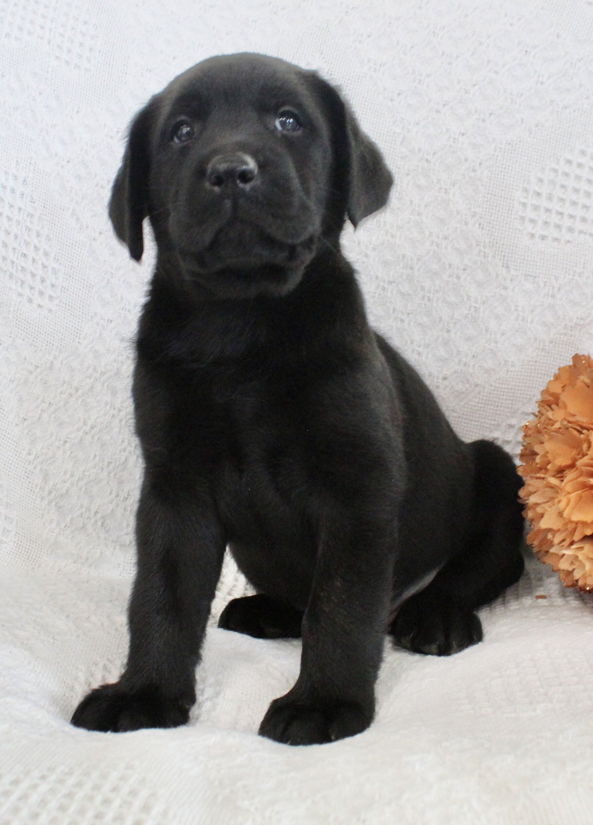 Storm Male AKC Labrador Retriever image 6