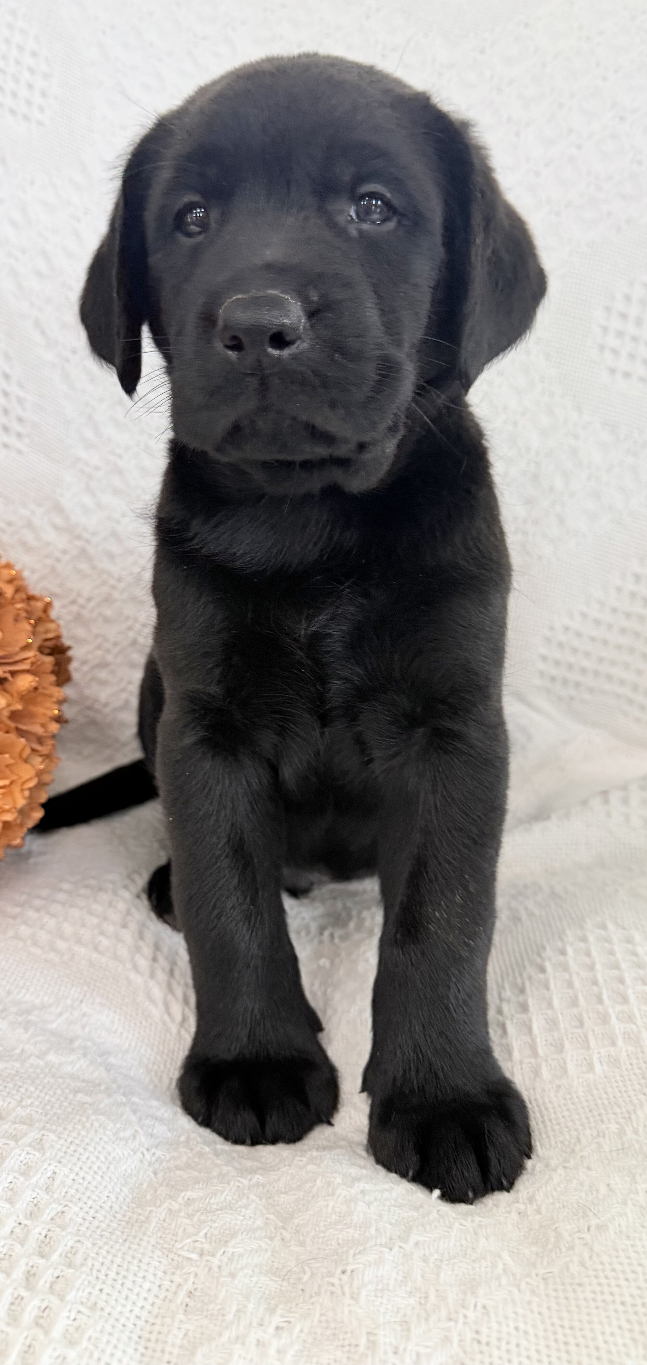 Storm Male AKC Labrador Retriever image 5