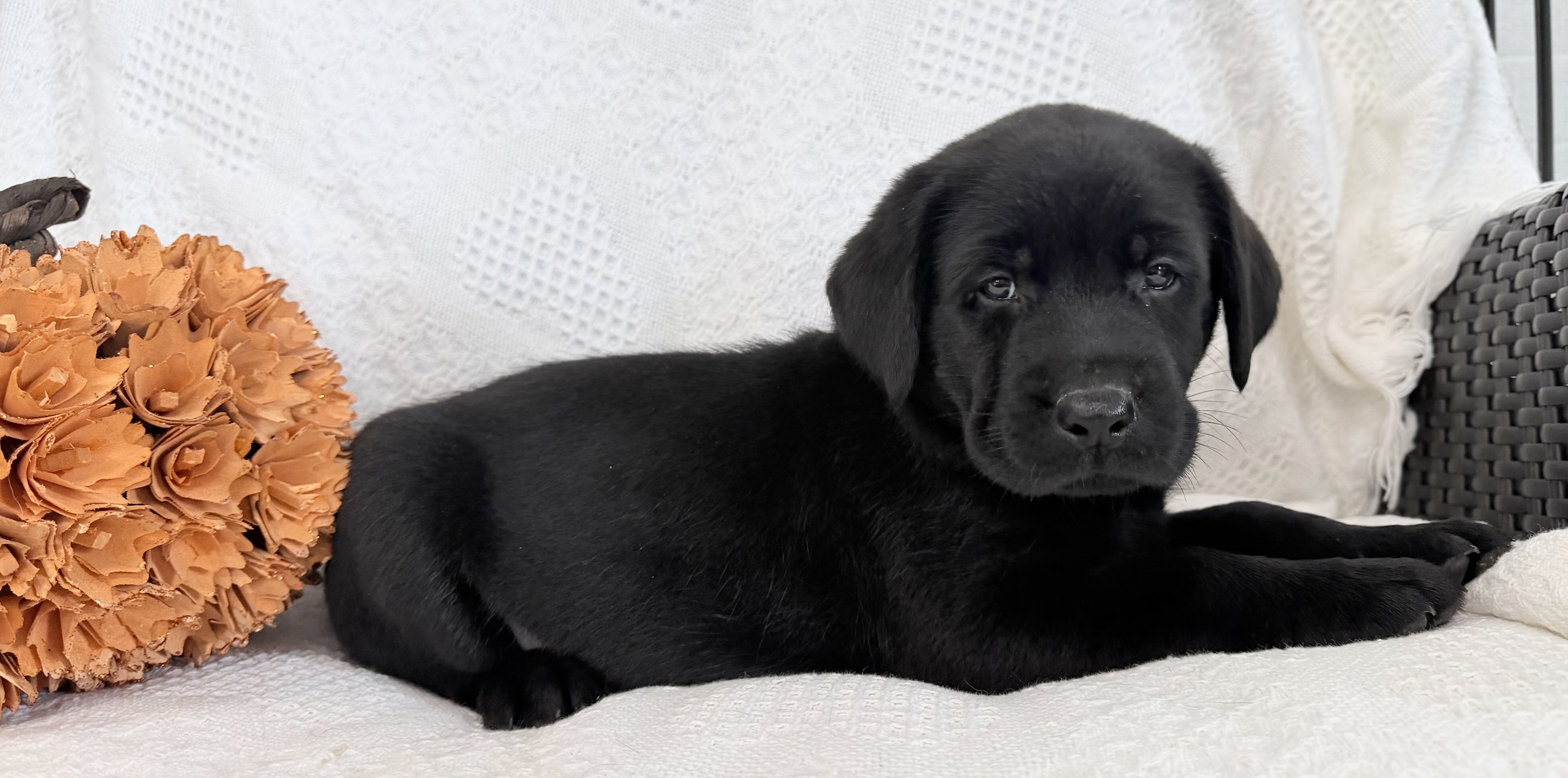 Storm Male AKC Labrador Retriever image 2