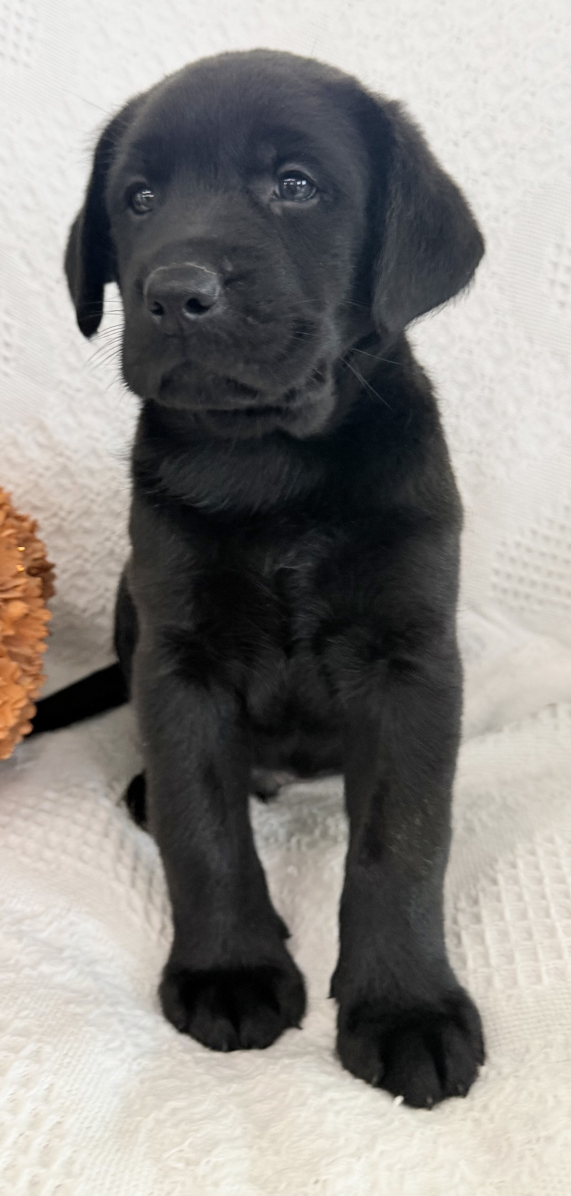Storm Male AKC Labrador Retriever image 3