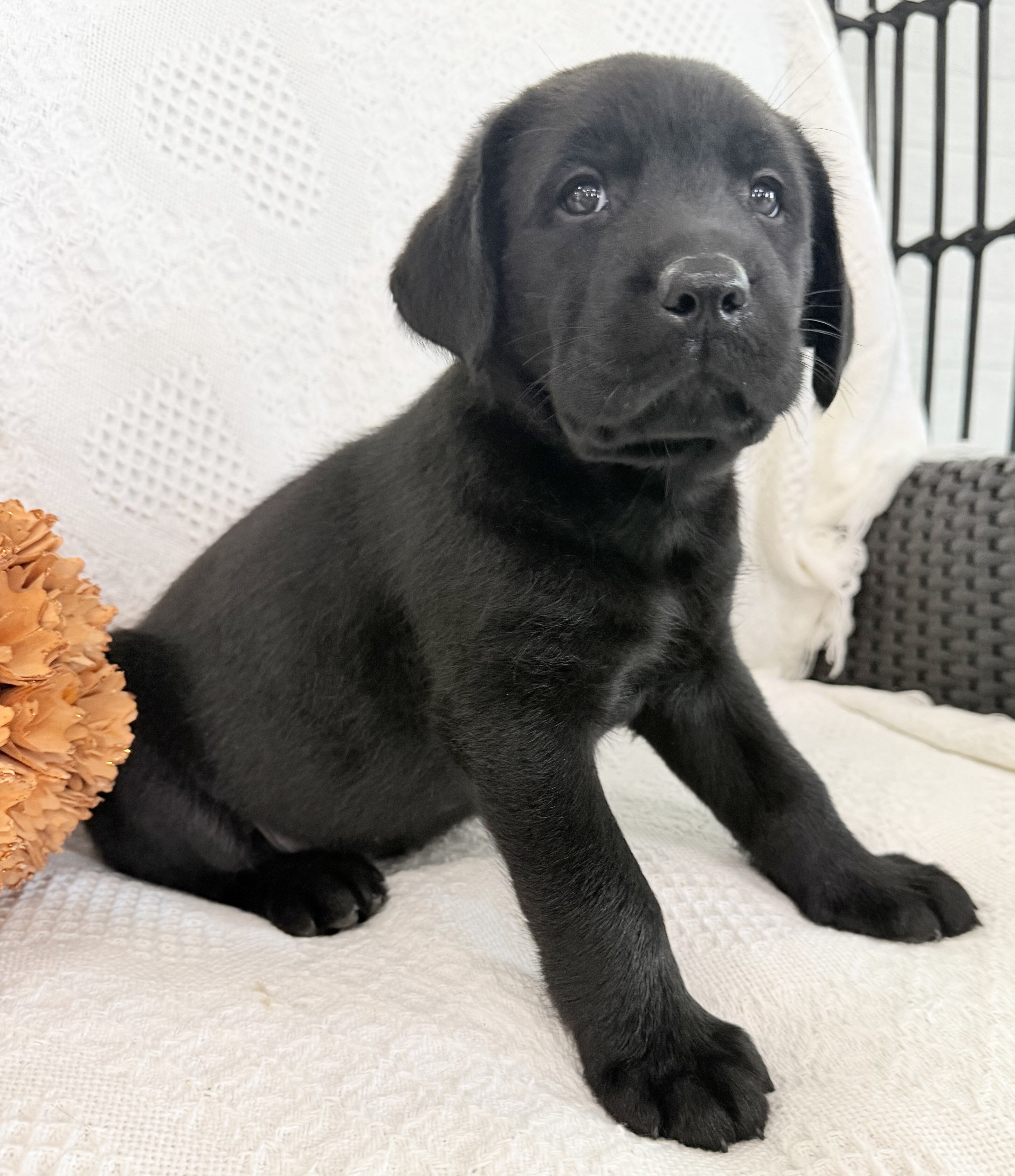 Storm Male AKC Labrador Retriever image 4