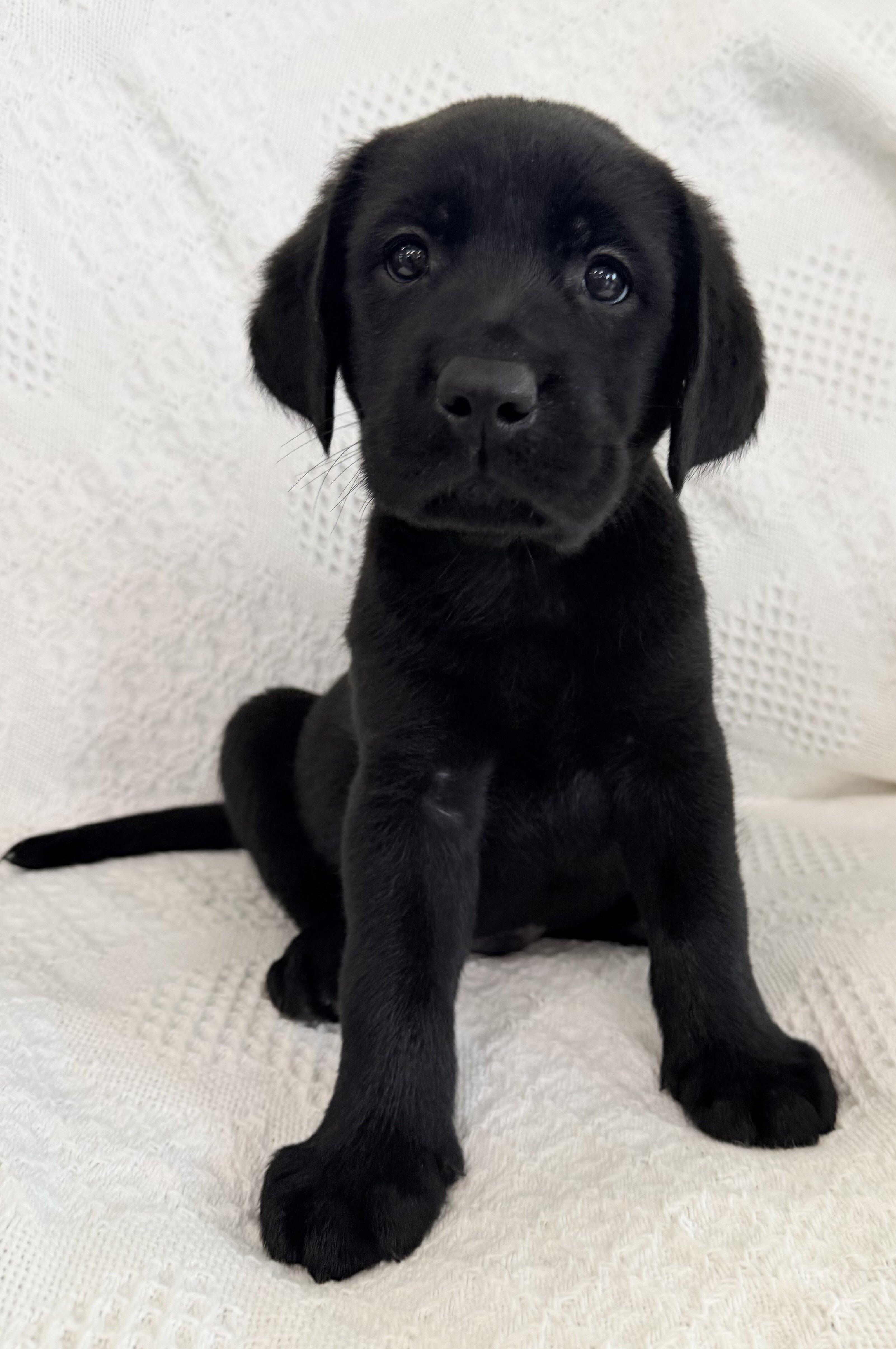 Shadow Male AKC Labrador Retriever image 8