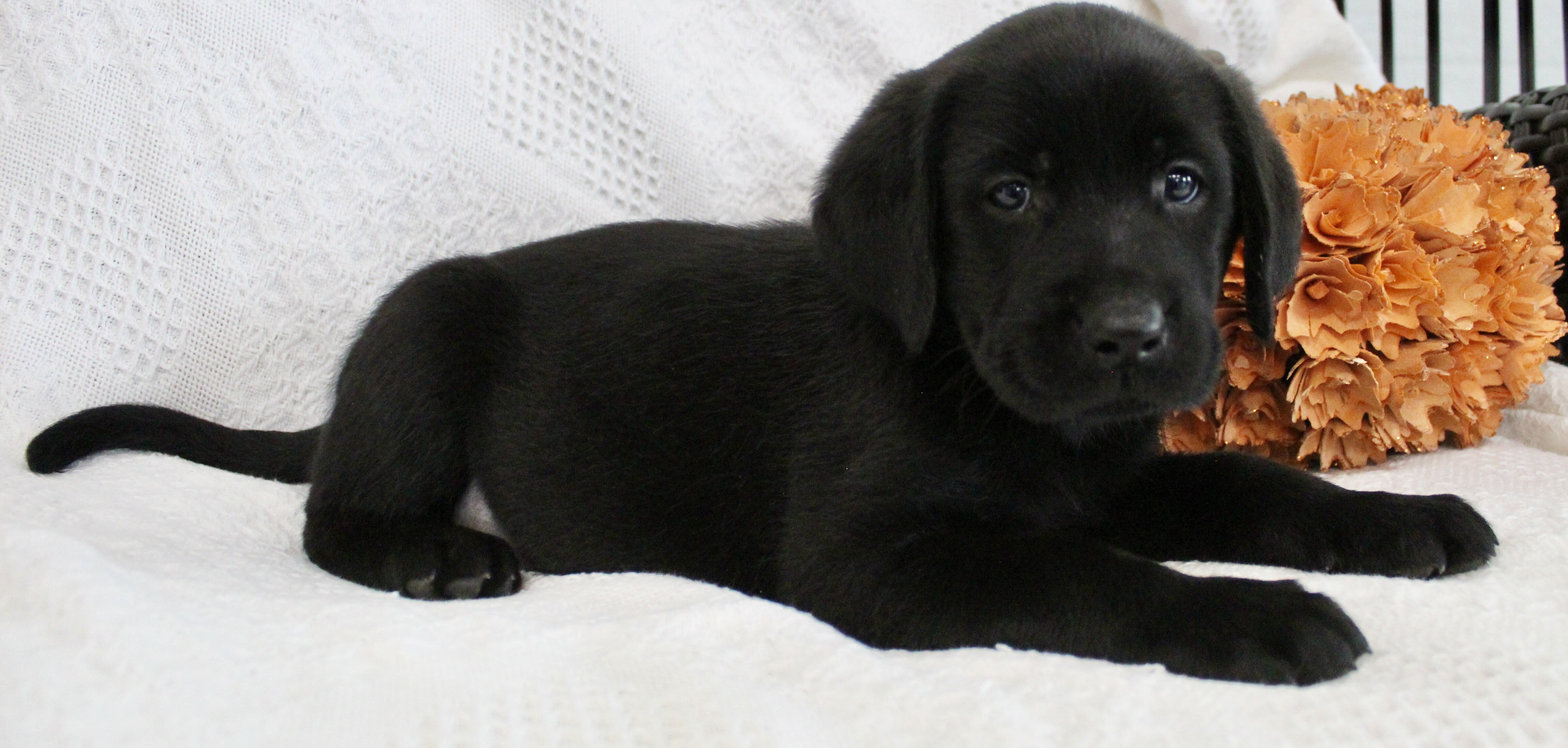 Shadow Male AKC Labrador Retriever image 4