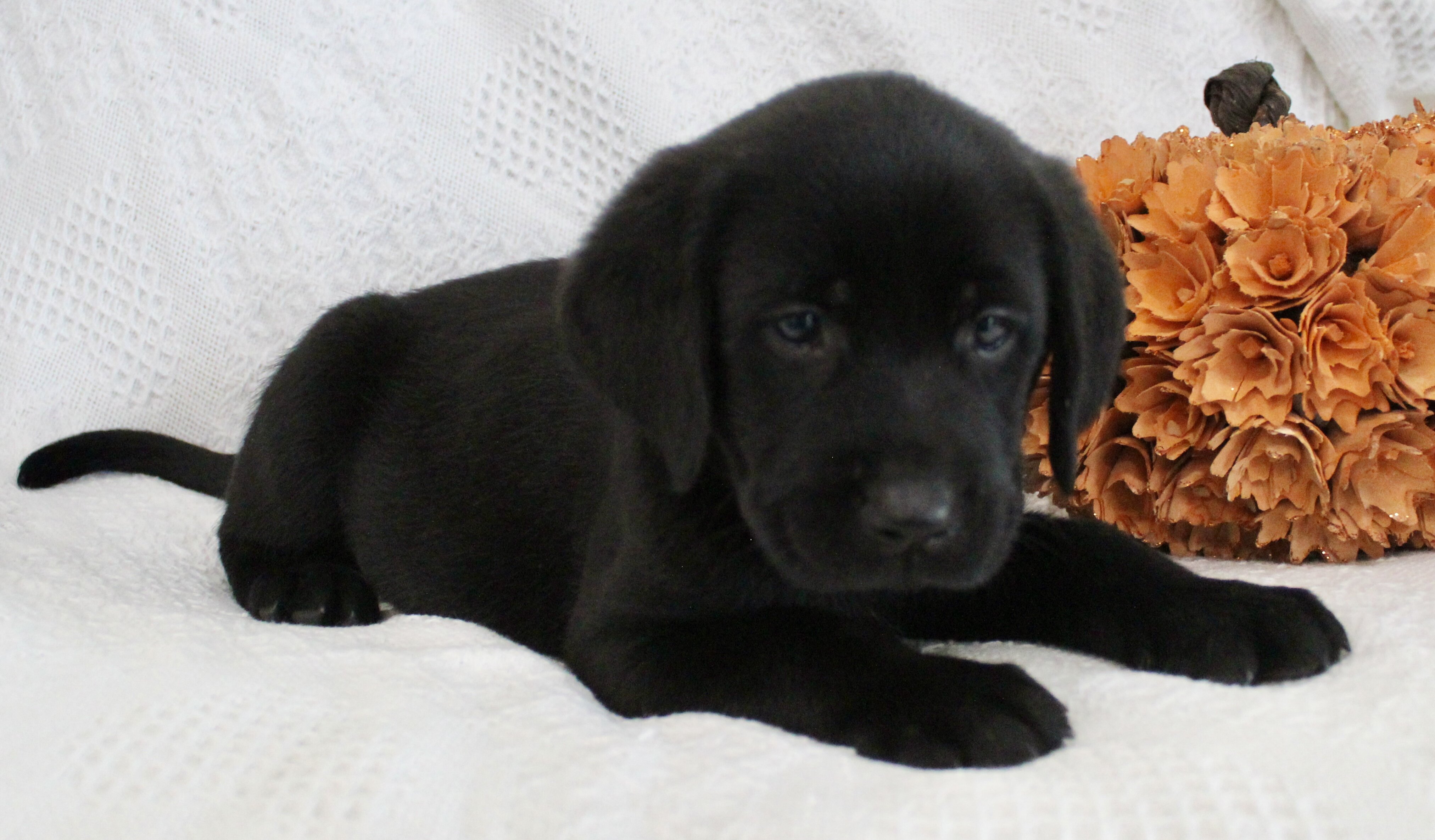 Shadow Male AKC Labrador Retriever image 5