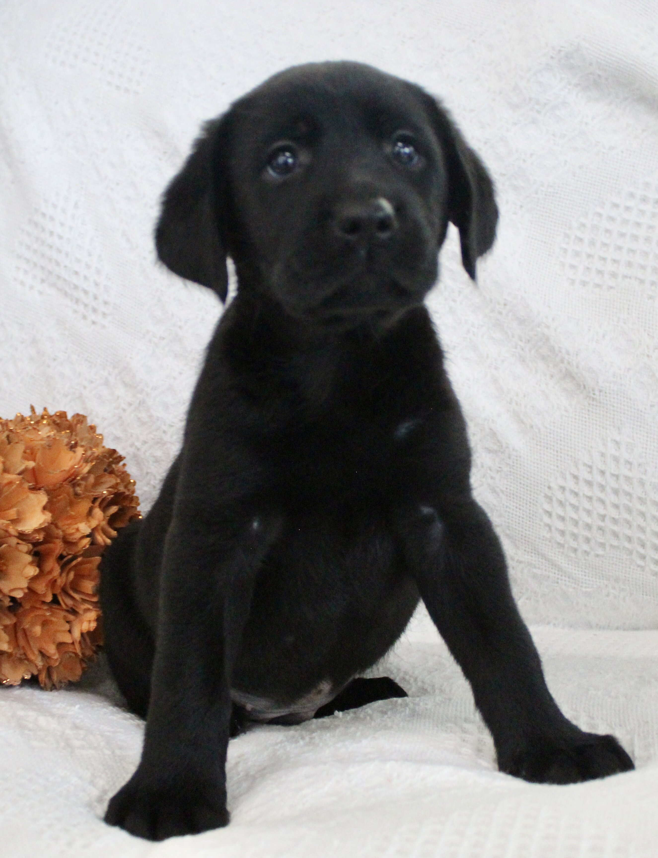 Shadow Male AKC Labrador Retriever image 6