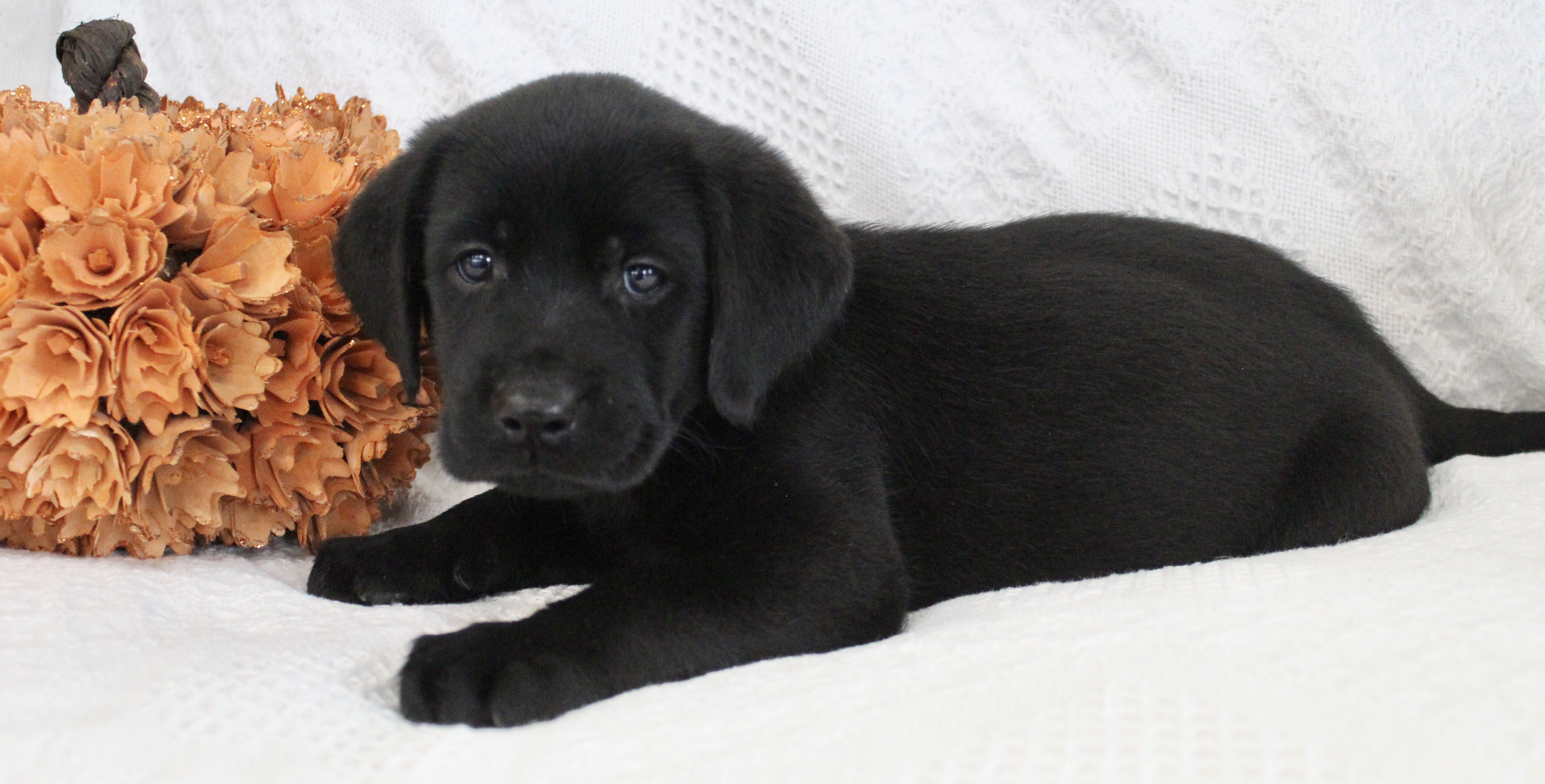 Shadow Male AKC Labrador Retriever image 7