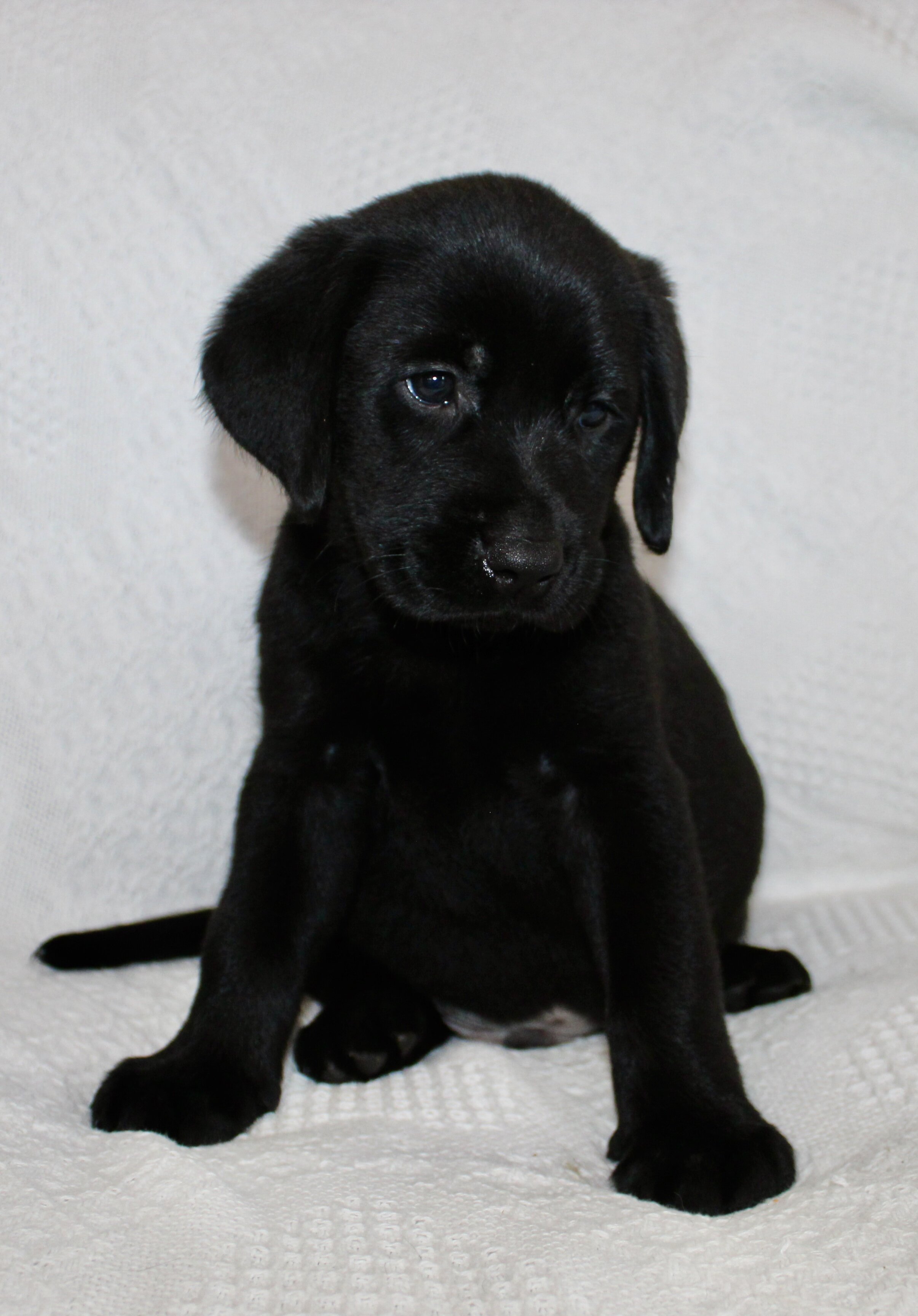 Shadow Male AKC Labrador Retriever image 3