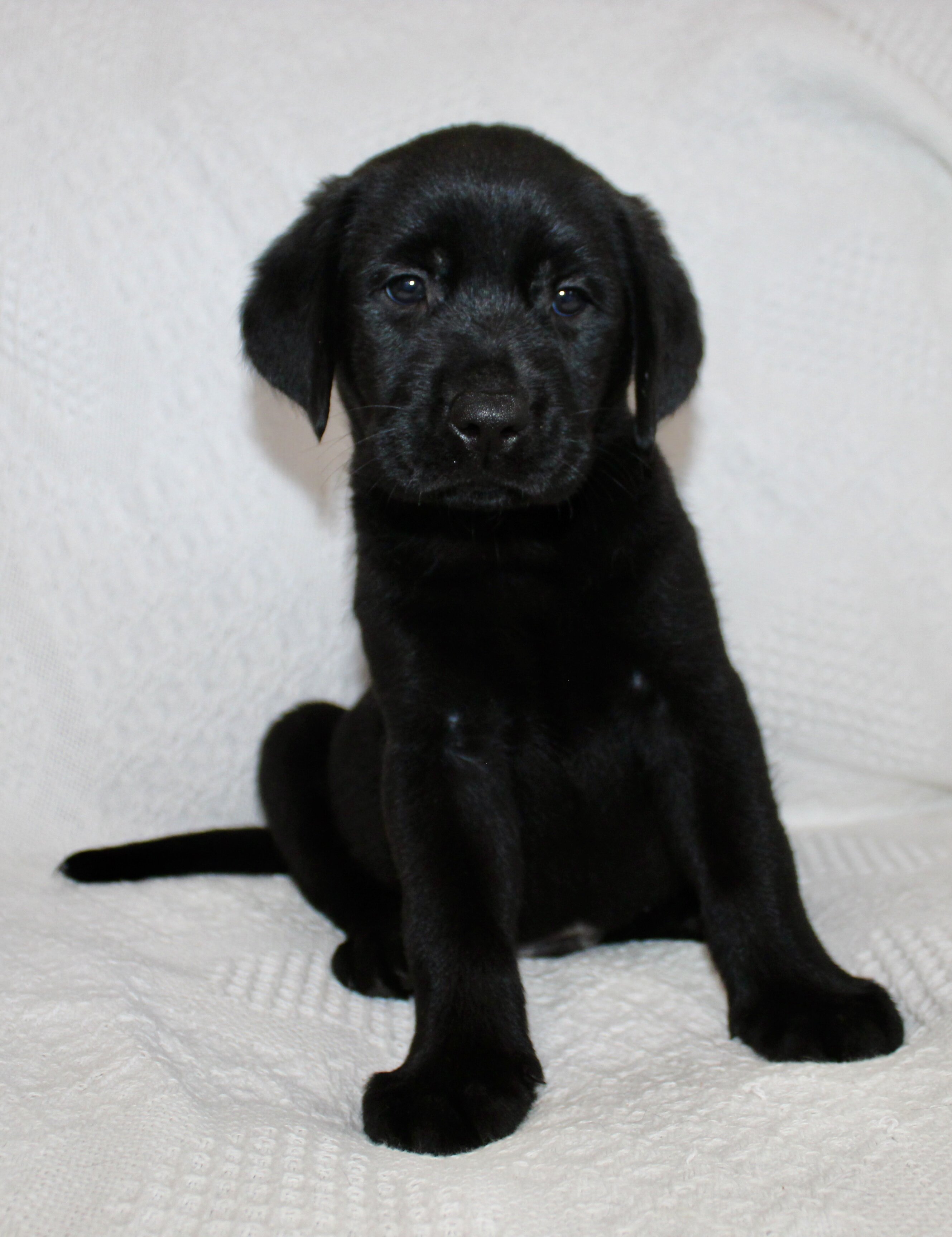 Shadow Male AKC Labrador Retriever image 2