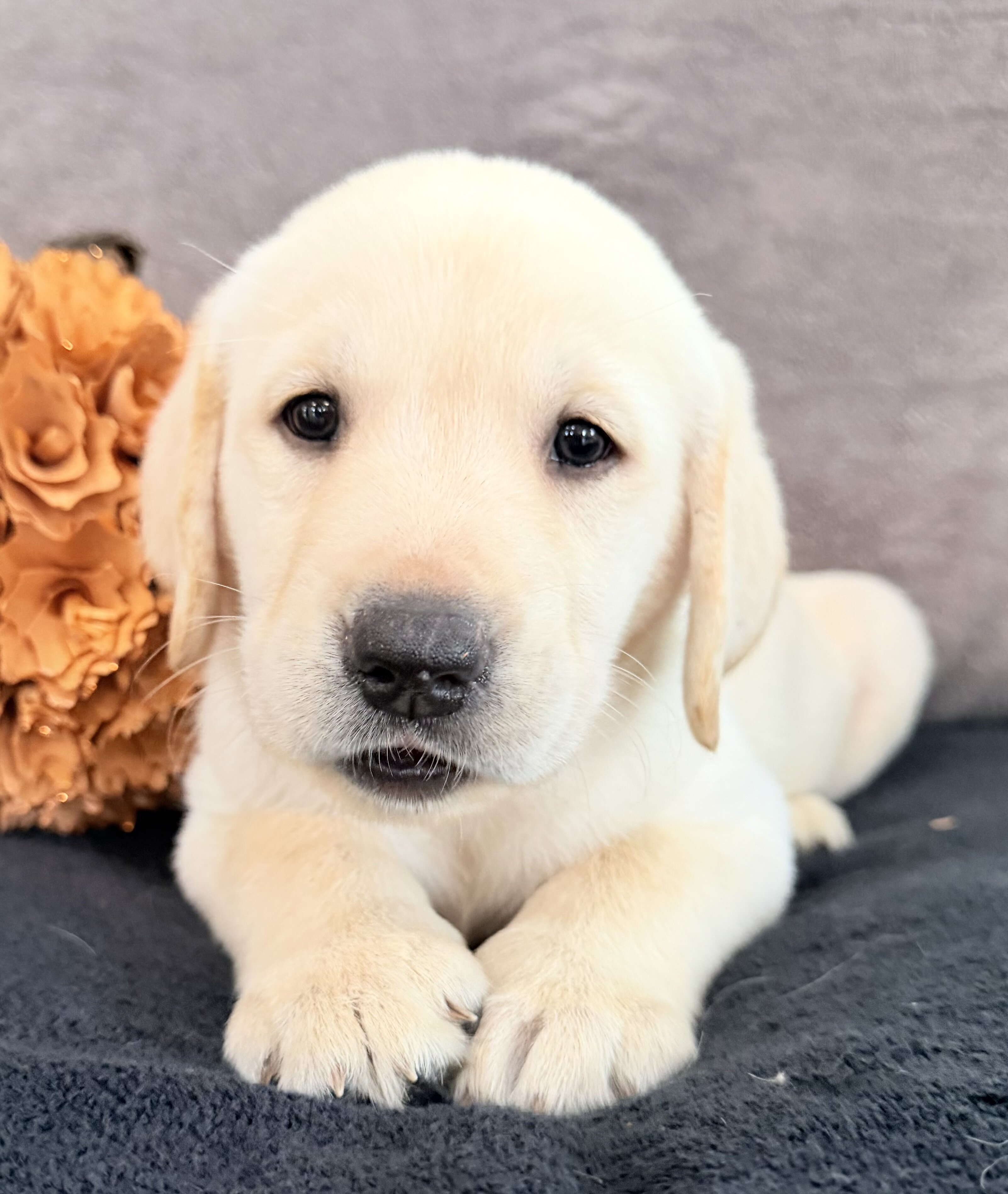 Sawyer Male AKC Labrador Retriever image 6