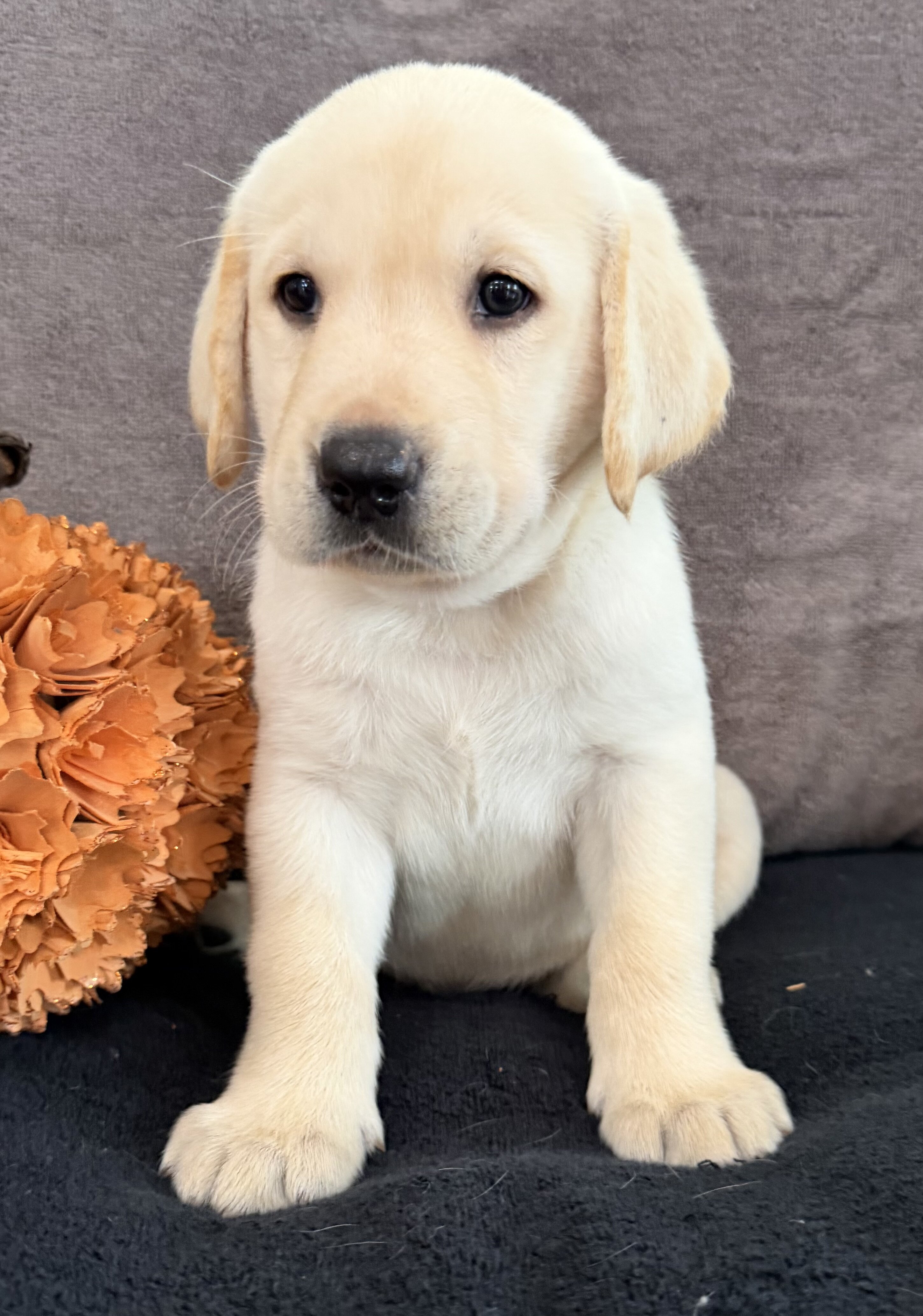 Sawyer Male AKC Labrador Retriever image 3