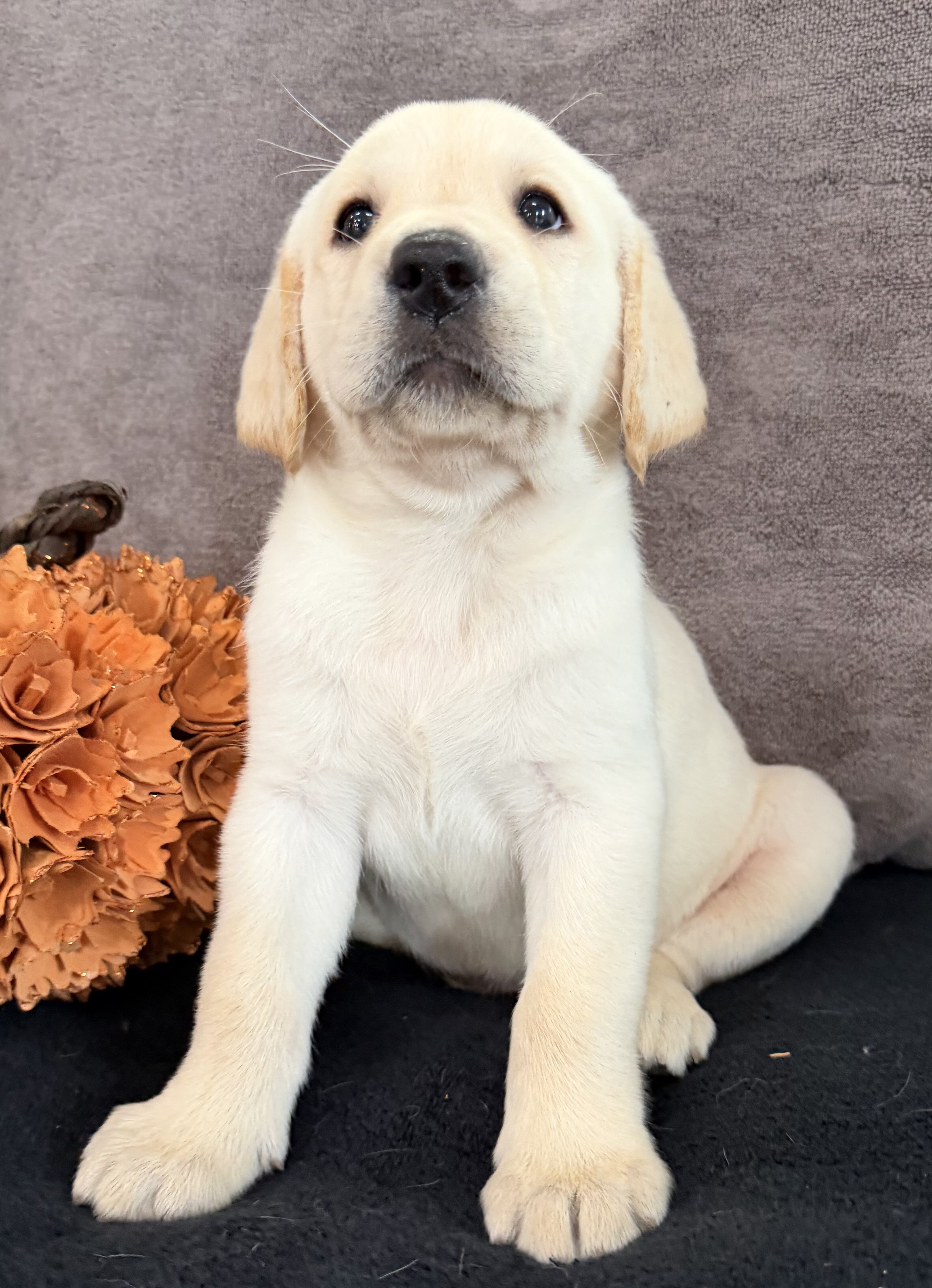 Sawyer Male AKC Labrador Retriever image 4