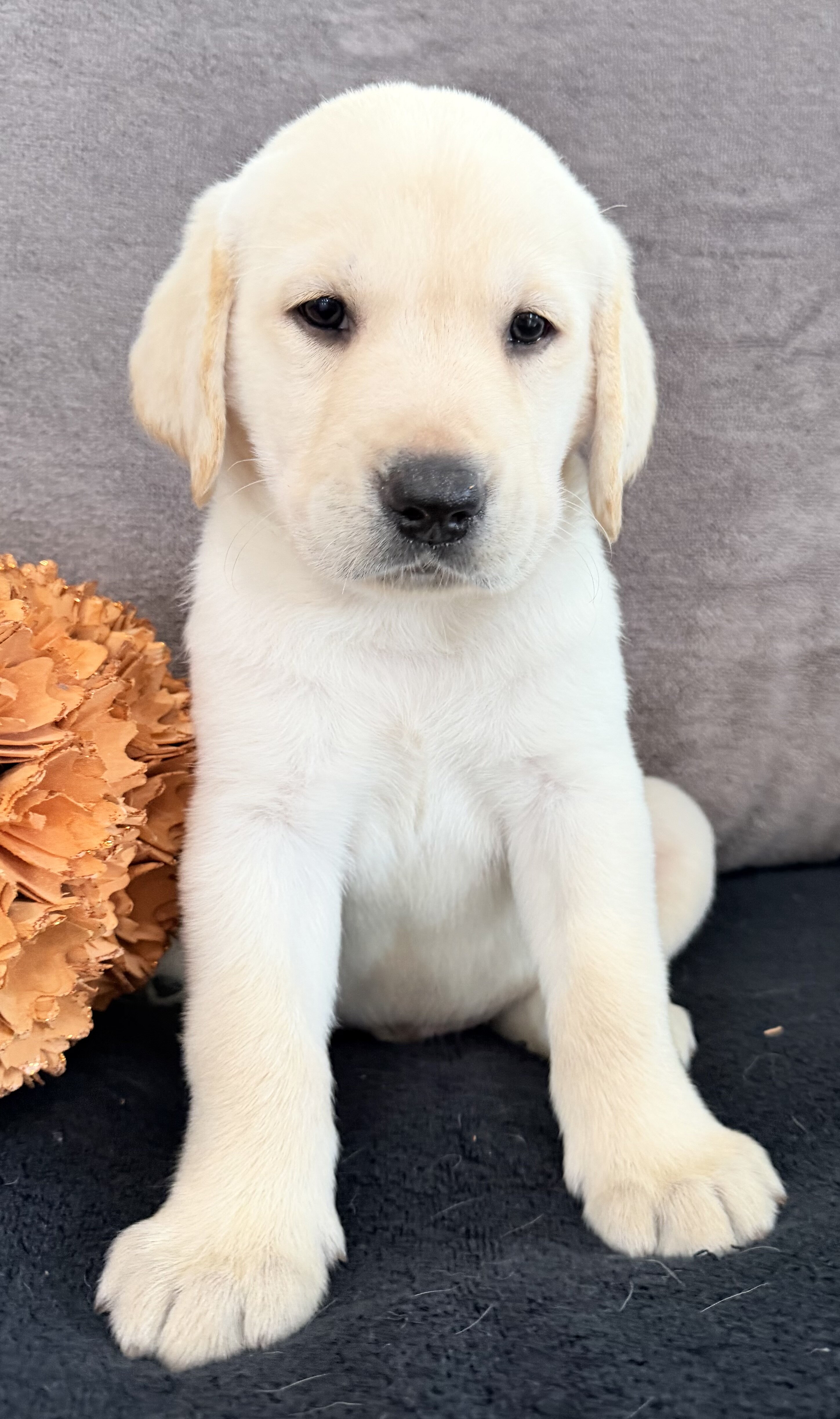 Sawyer Male AKC Labrador Retriever image 5