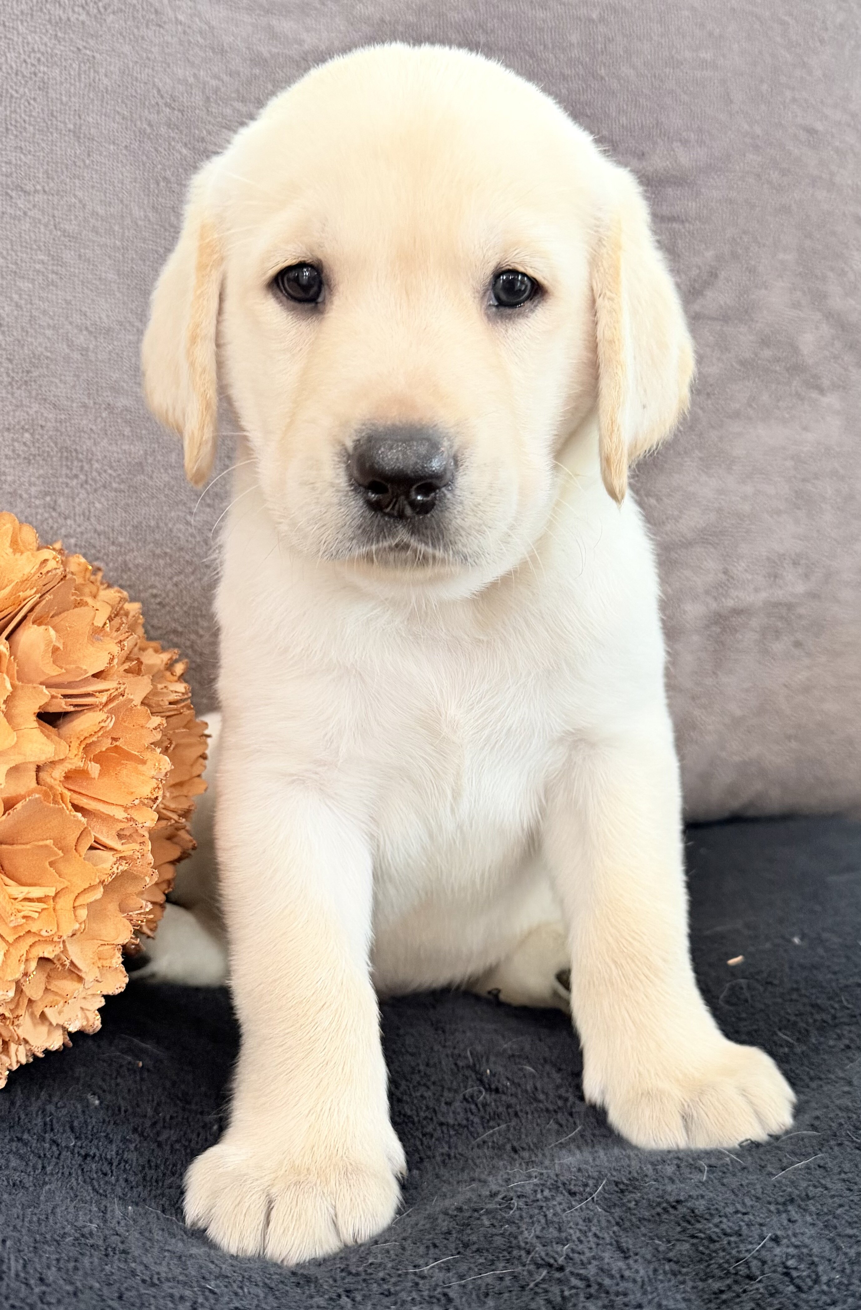 Sawyer Male AKC Labrador Retriever image 2