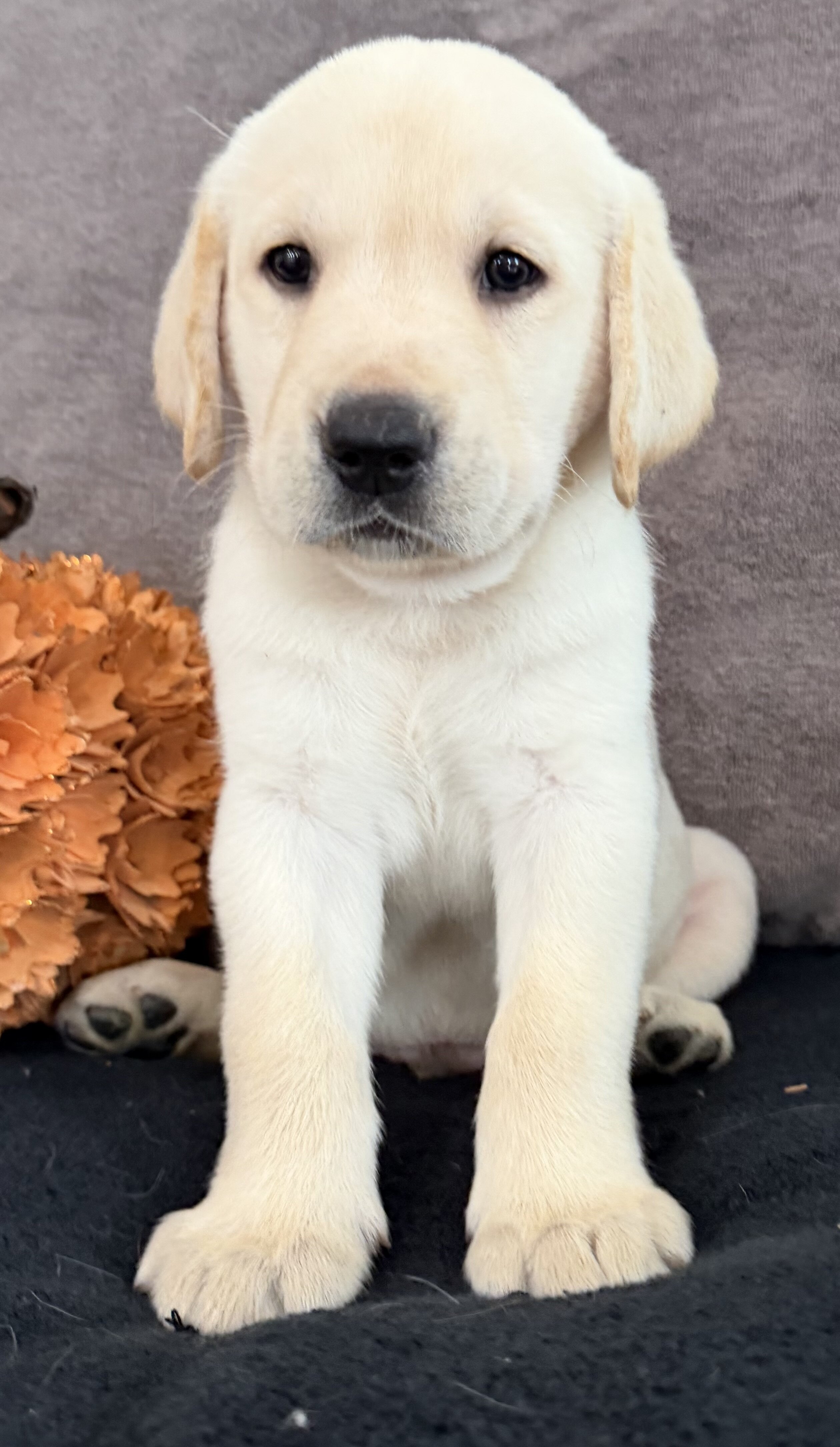 Sawyer Male AKC Labrador Retriever image 7