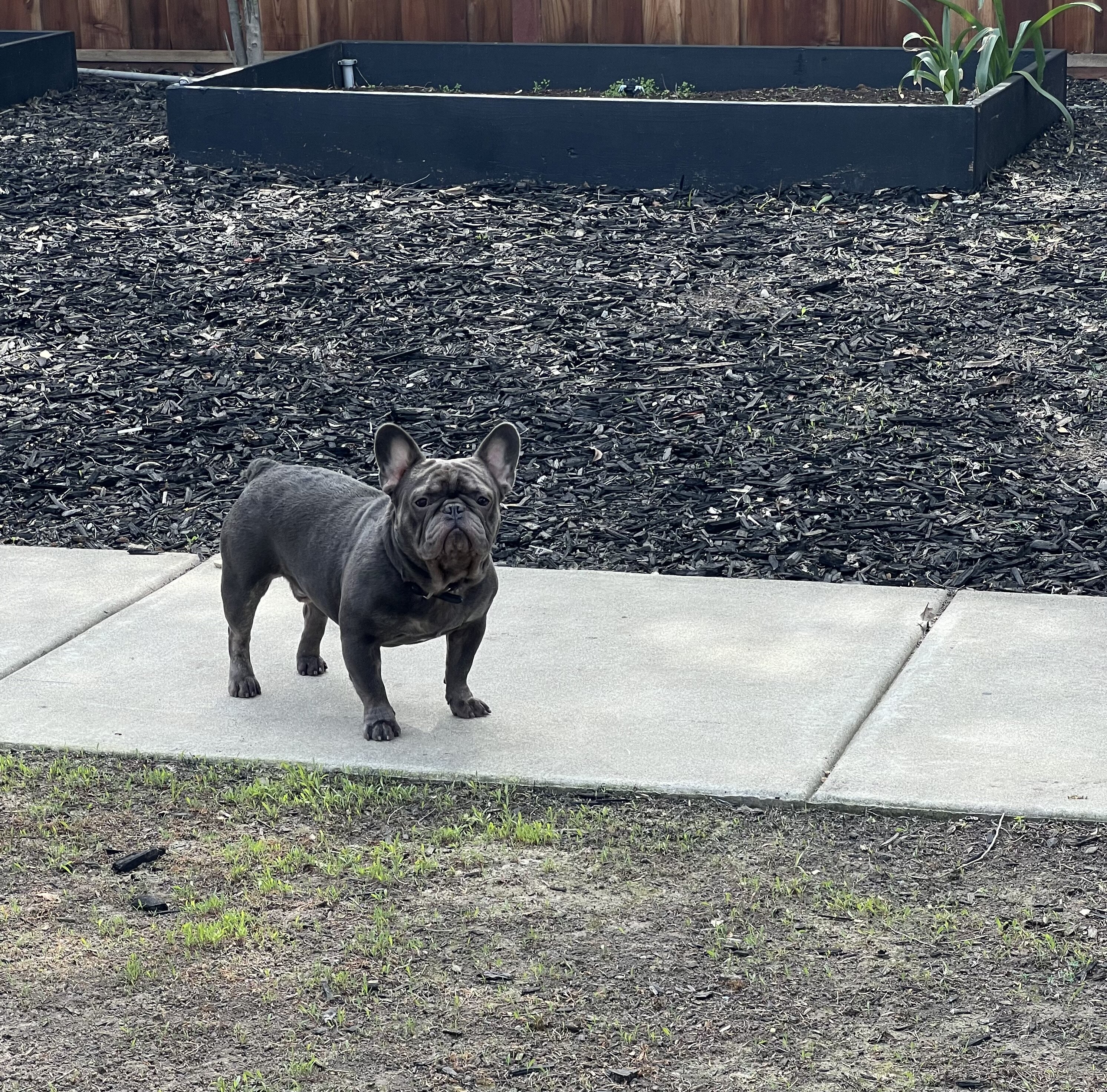 AKC MALE FRENCH BULLDOG image 1