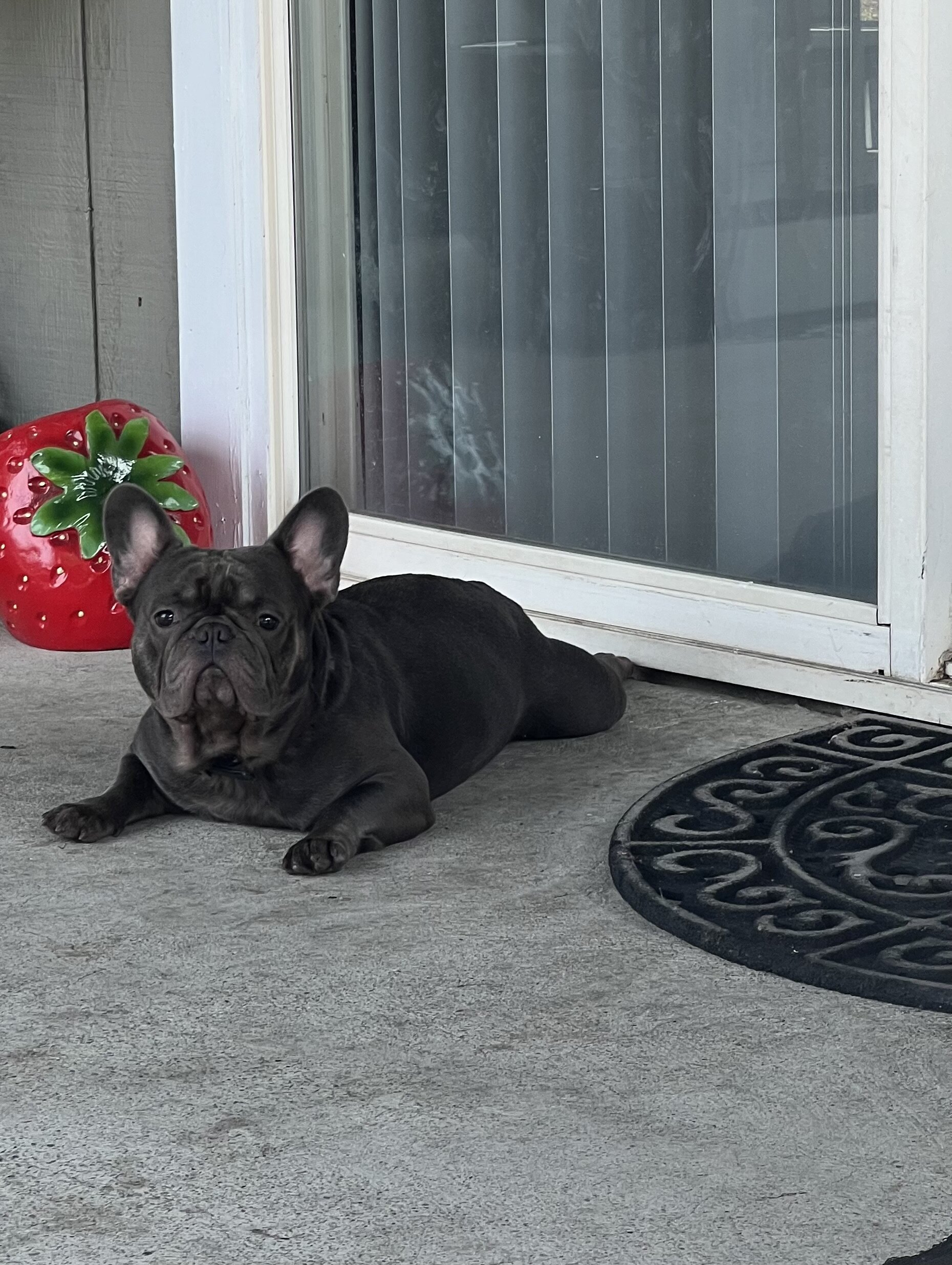 AKC MALE FRENCH BULLDOG image 3
