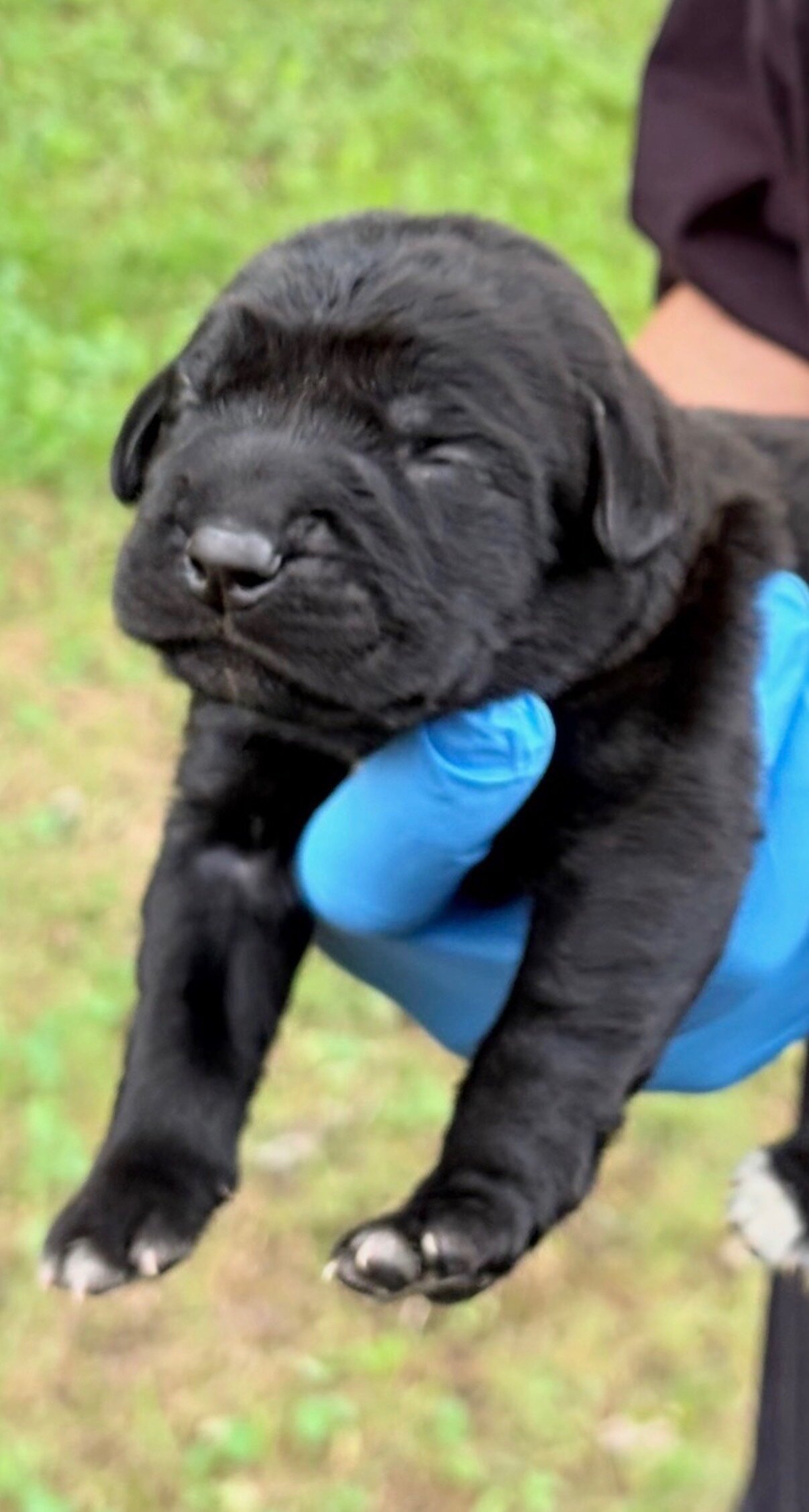 Full Blooded Cane Corso Puppies Champion Bloodline image 4