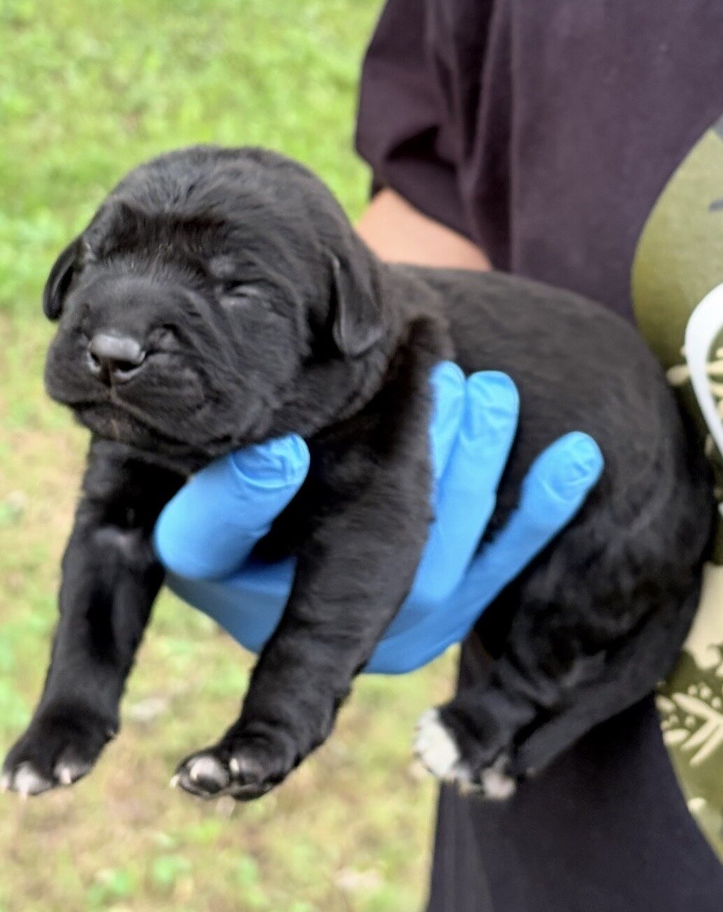 Full Blooded Cane Corso Puppies Champion Bloodline image 2