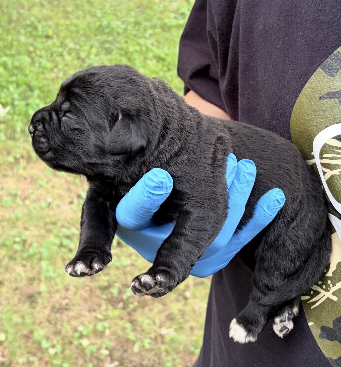 Full Blooded Cane Corso Puppies Champion Bloodline image 3